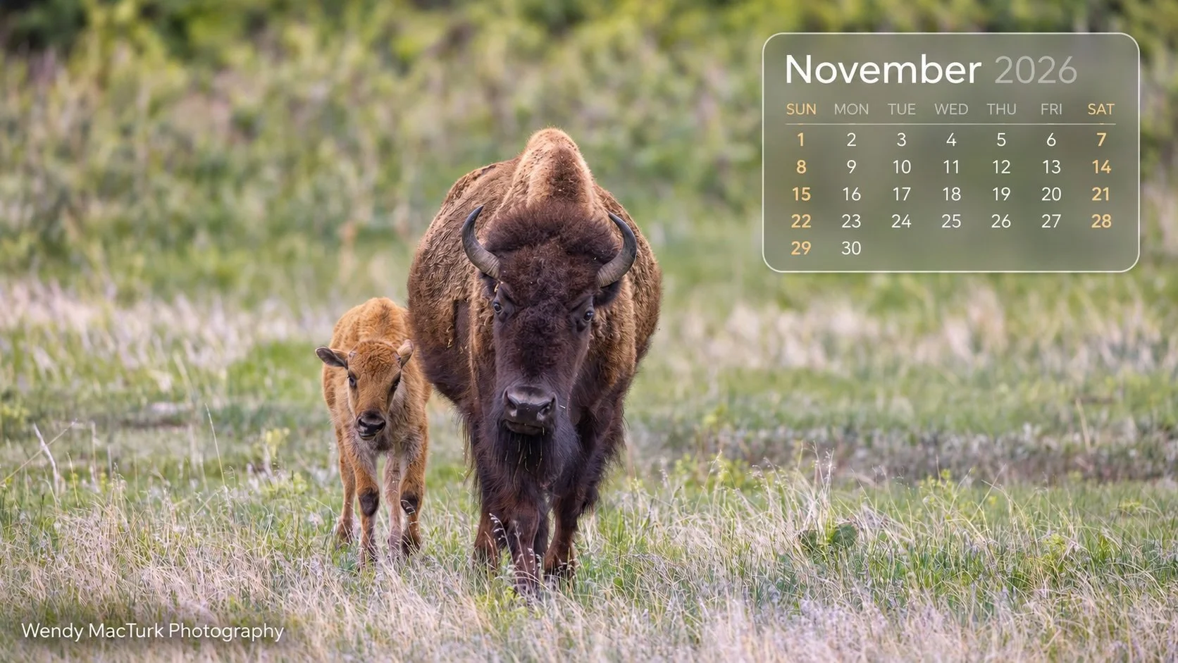 November 2026 Bison.jpg