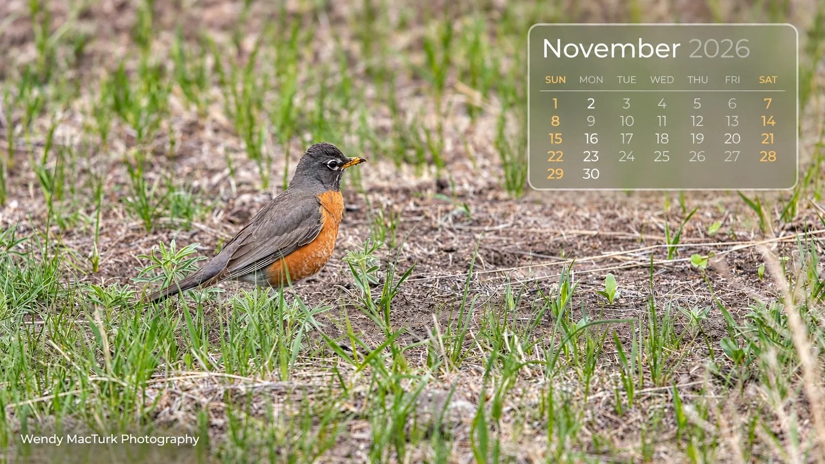 November 2026 Robin.jpg