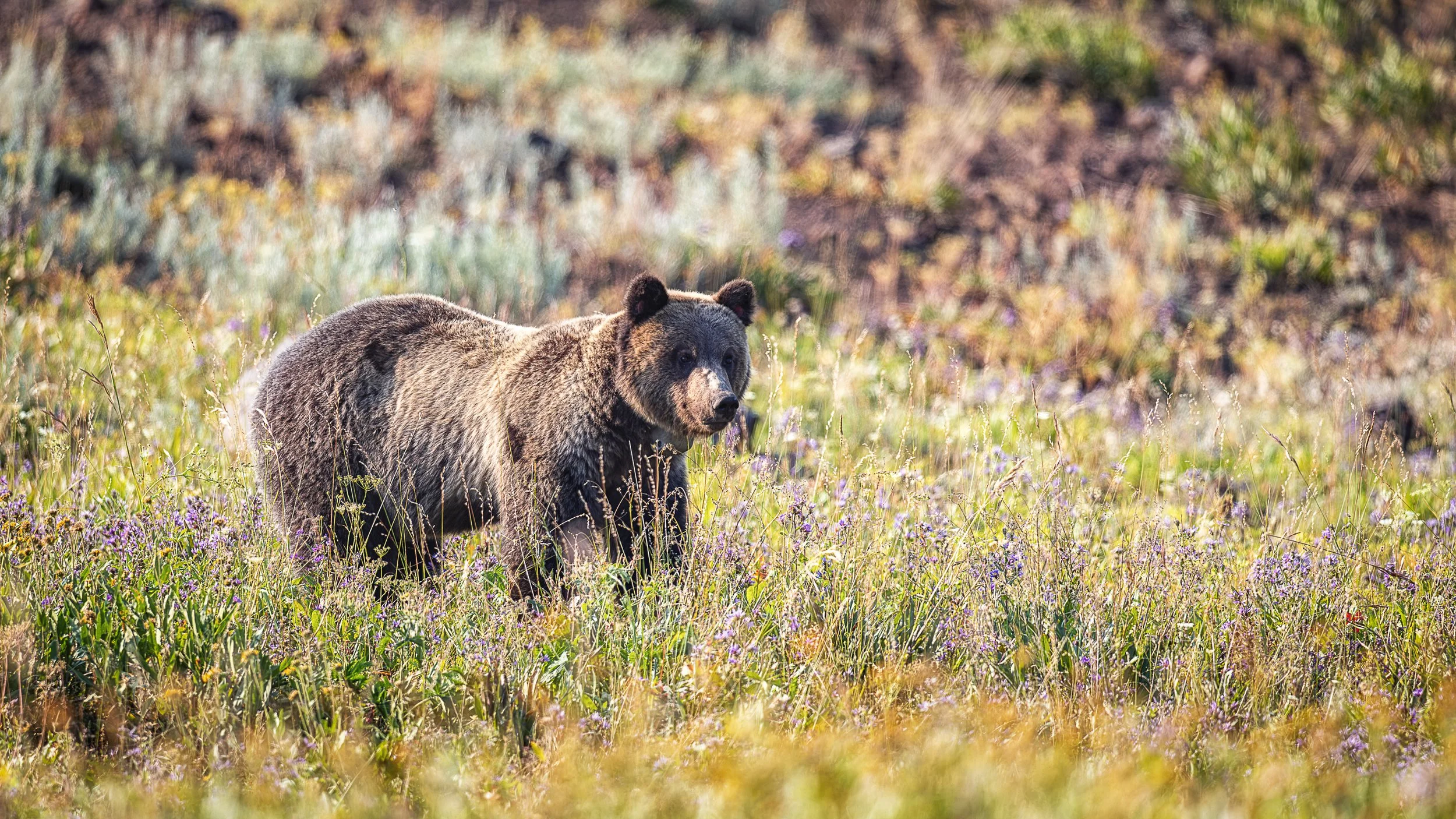 A grizzly bear makes its way through a meadow of grasses and wildflowers in Yellowstone National Park. Surrounded by the soft colors and textures of summer, this powerful animal appears almost at ease within the landscape. The quiet scene captures a 