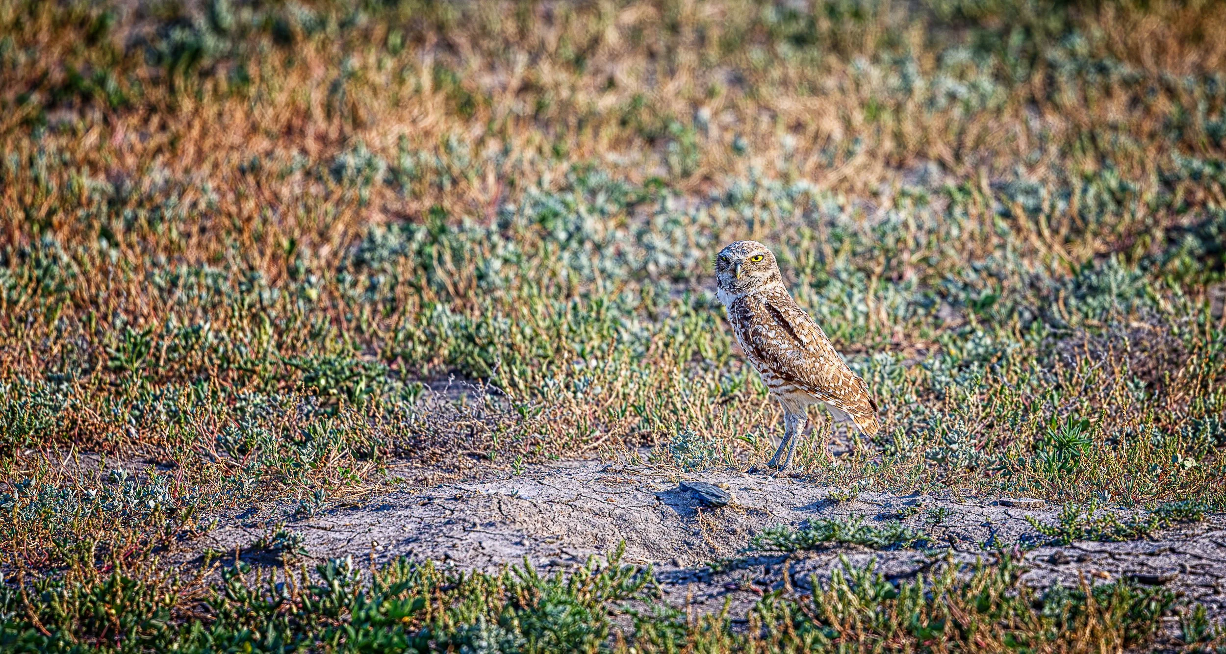 Perfectly adapted to life on the open prairie, the burrowing owl relies on keen eyesight and constant vigilance to survive. This quiet portrait captures a fleeting moment of stillness, where the smallest guardian of the grasslands stands watch over a