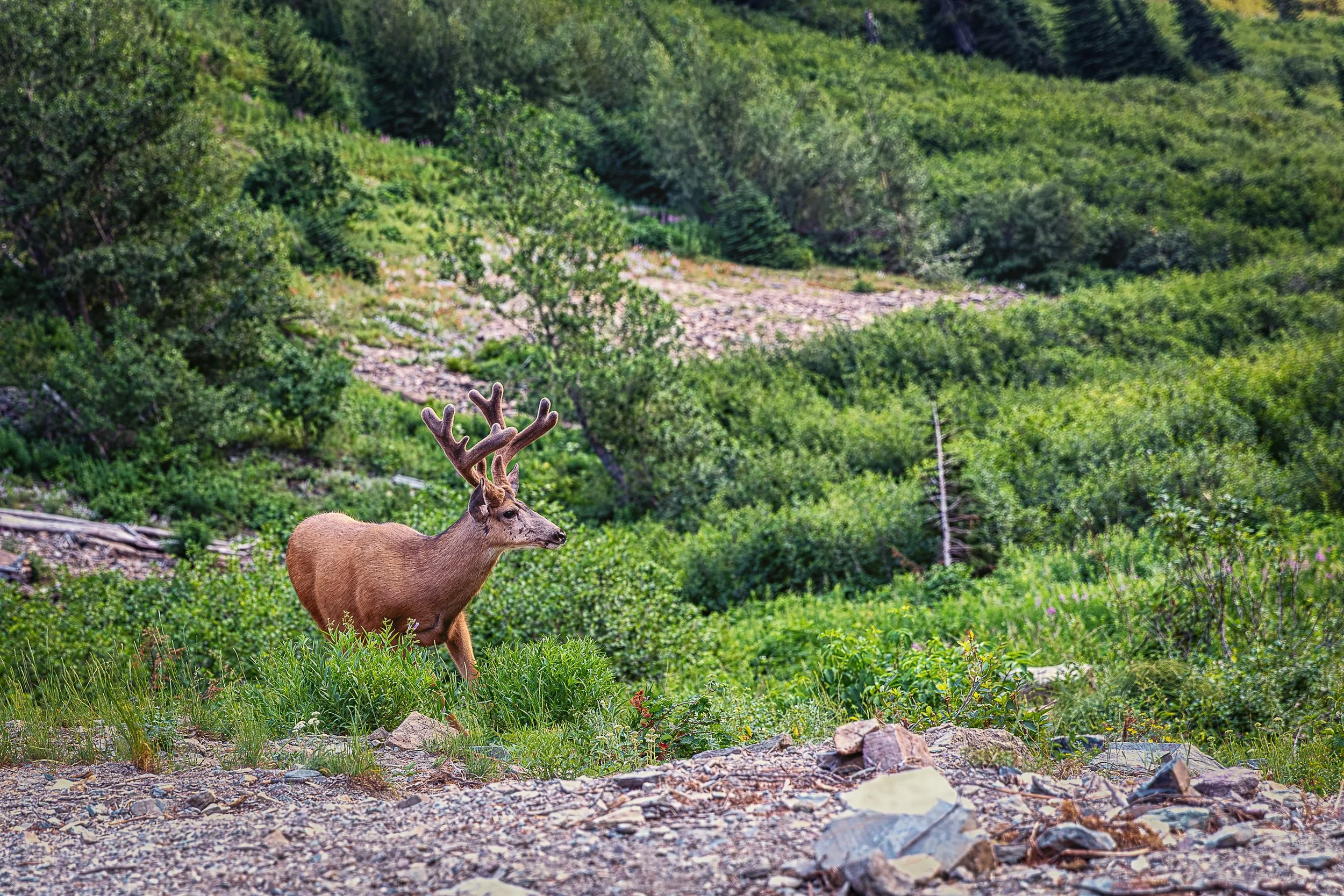 Pausing amid the dense summer growth of the high country, a mule deer buck carries a newly forming crown of velvet. Surrounded by the rich greens of the mountainside, he offers a fleeting portrait of the season when antlers are still growing and the 