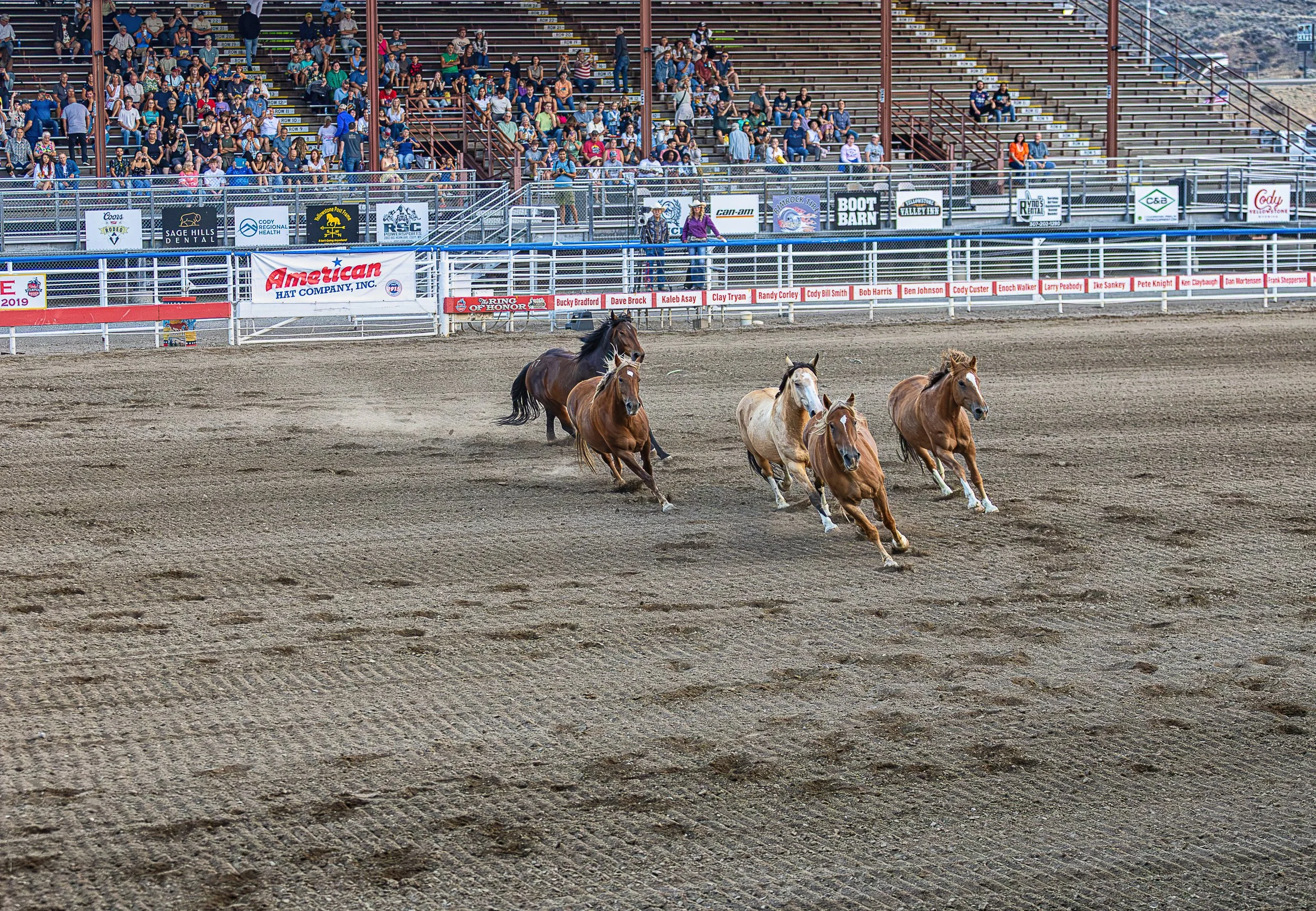 Run of the Mustangs-.jpg