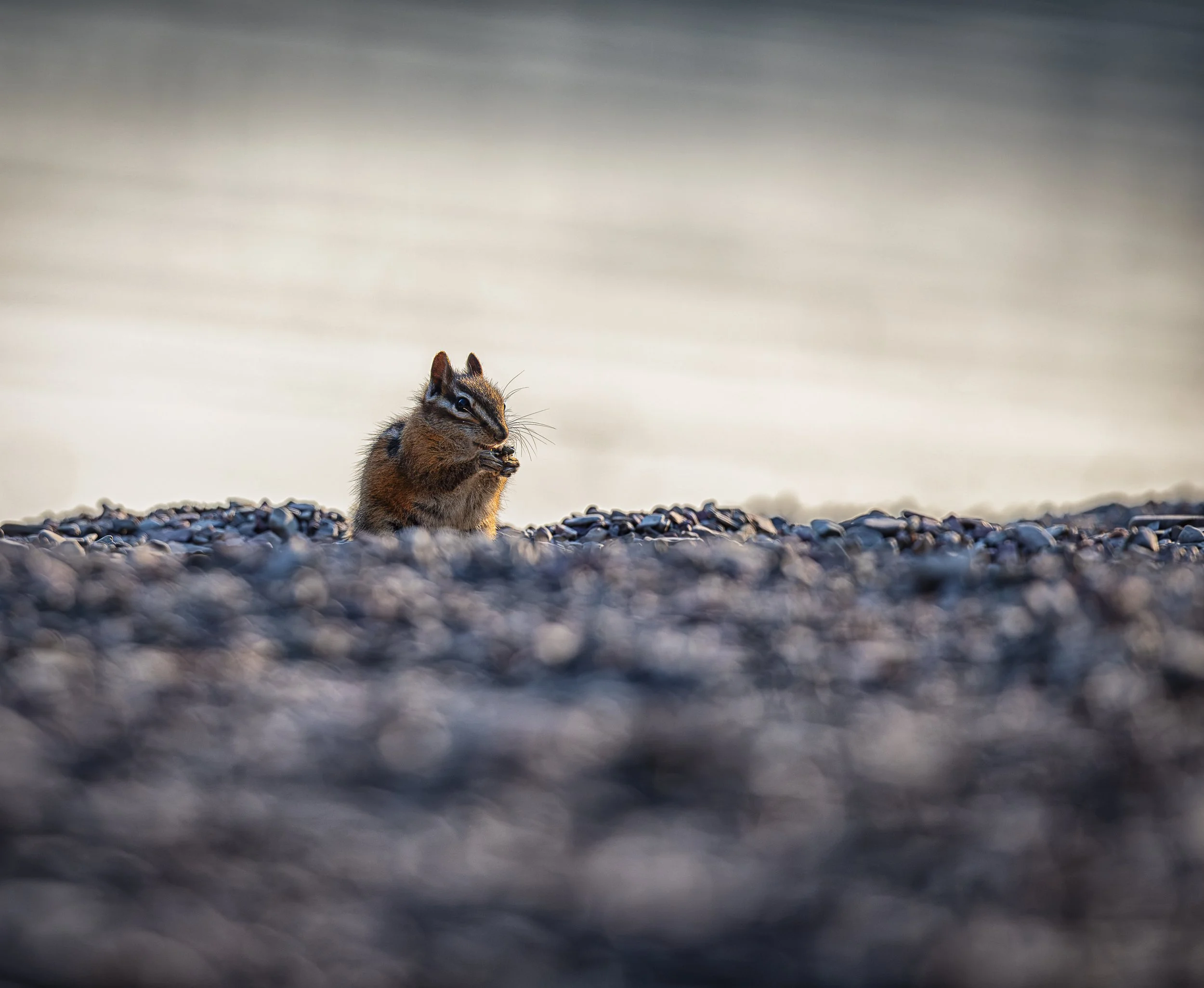In a landscape that can seem immense, the smallest lives unfold one careful moment at a time. A chipmunk pauses among the seeds, turning an ordinary act of gathering into a quiet portrait of survival and simplicity.