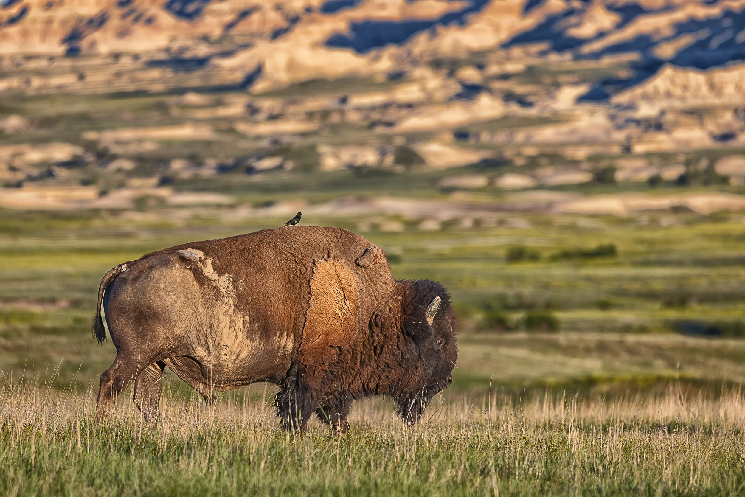 On the vast prairies of the Badlands, even the largest creatures share the landscape with the smallest. This quiet moment between bison and bird reflects the intricate connections that define life on the Great Plains—a timeless partnership beneath an