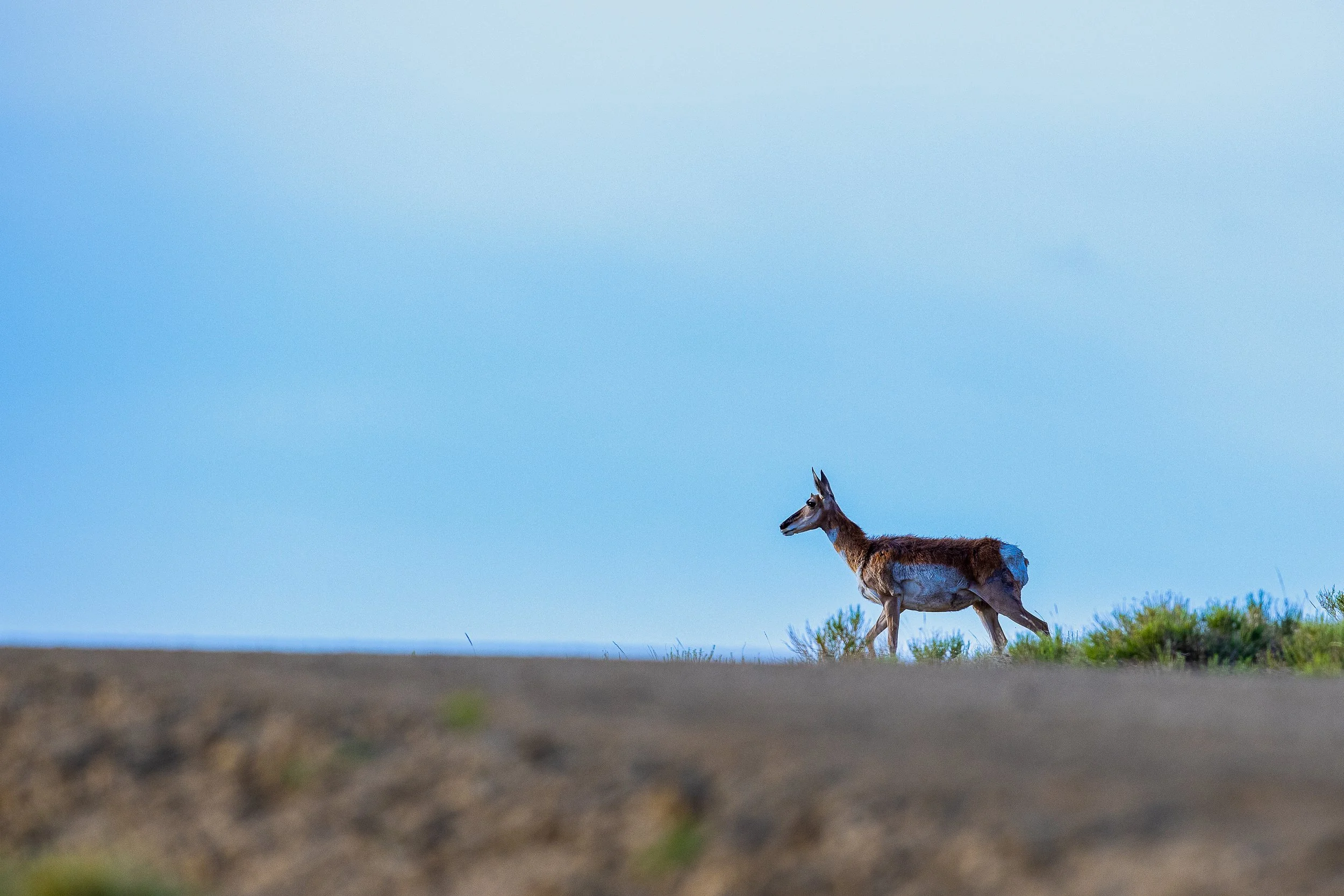 Pronghorn Salt Wells Creek-5036.jpg