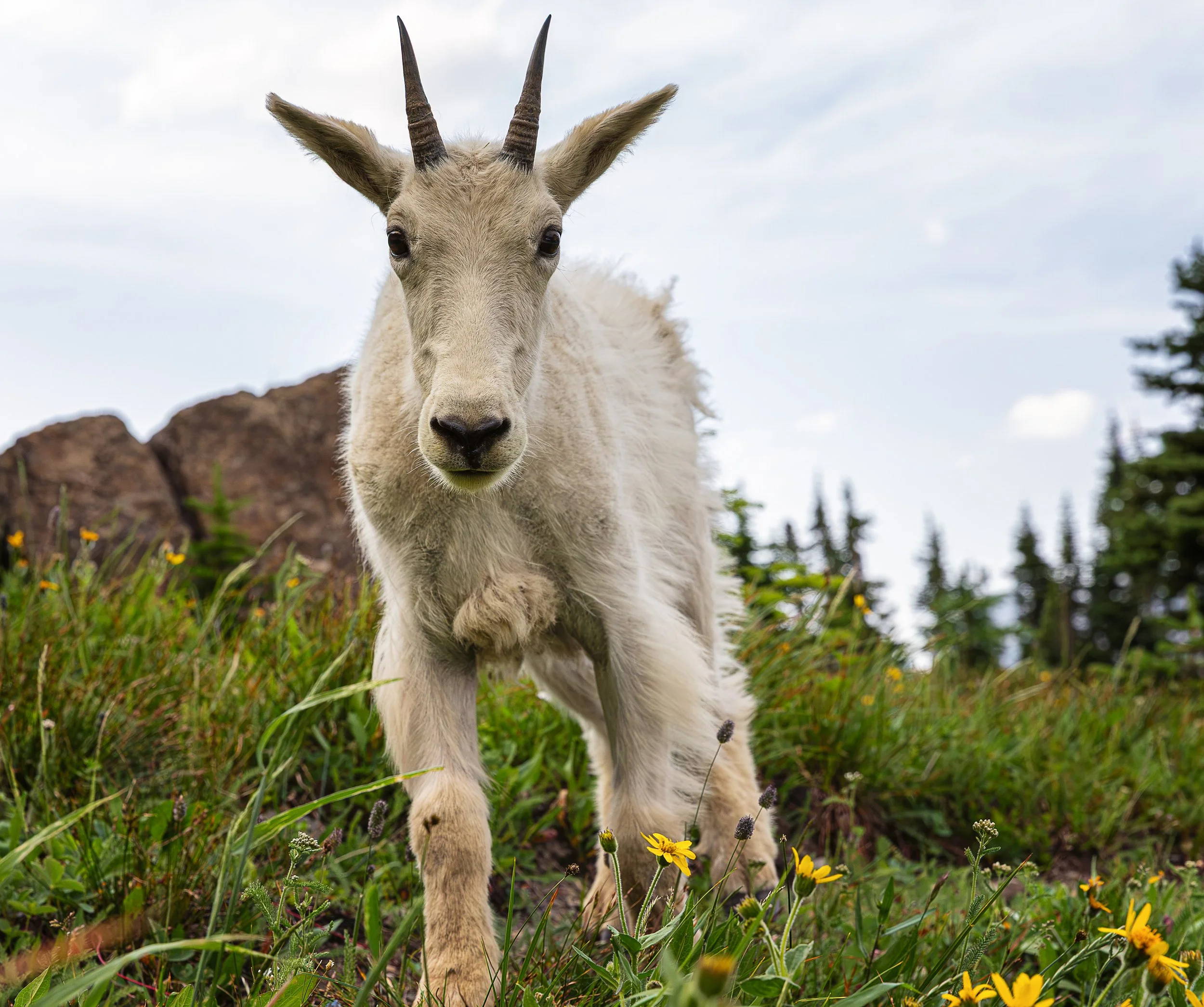 For a brief moment, the distance between observer and wild animal seems to disappear. Surrounded by alpine wildflowers beneath an expansive mountain sky, a curious mountain goat approaches for a closer look—a wonderfully intimate encounter with life 