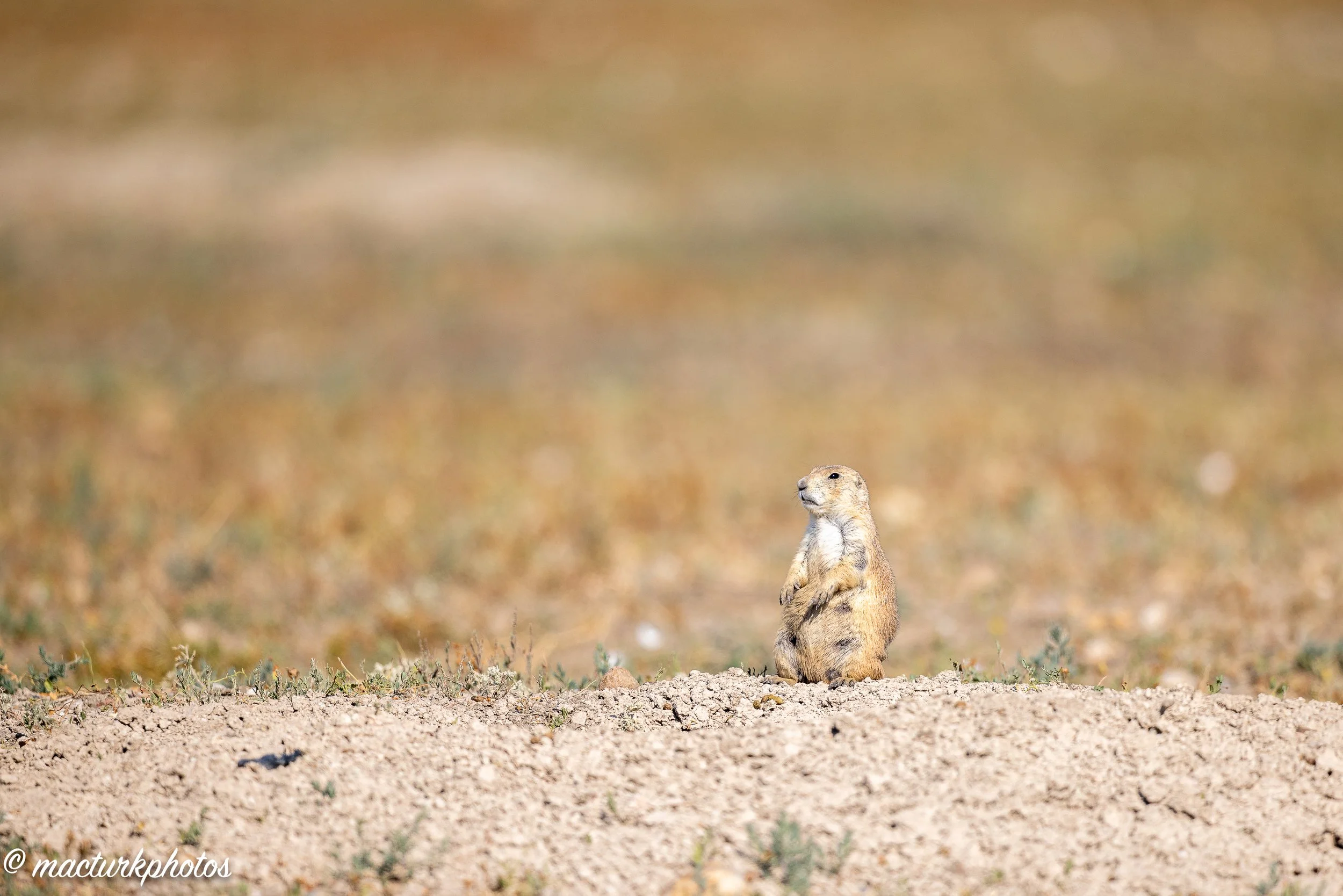 Prairie dog 1 - Inst-2442.jpg