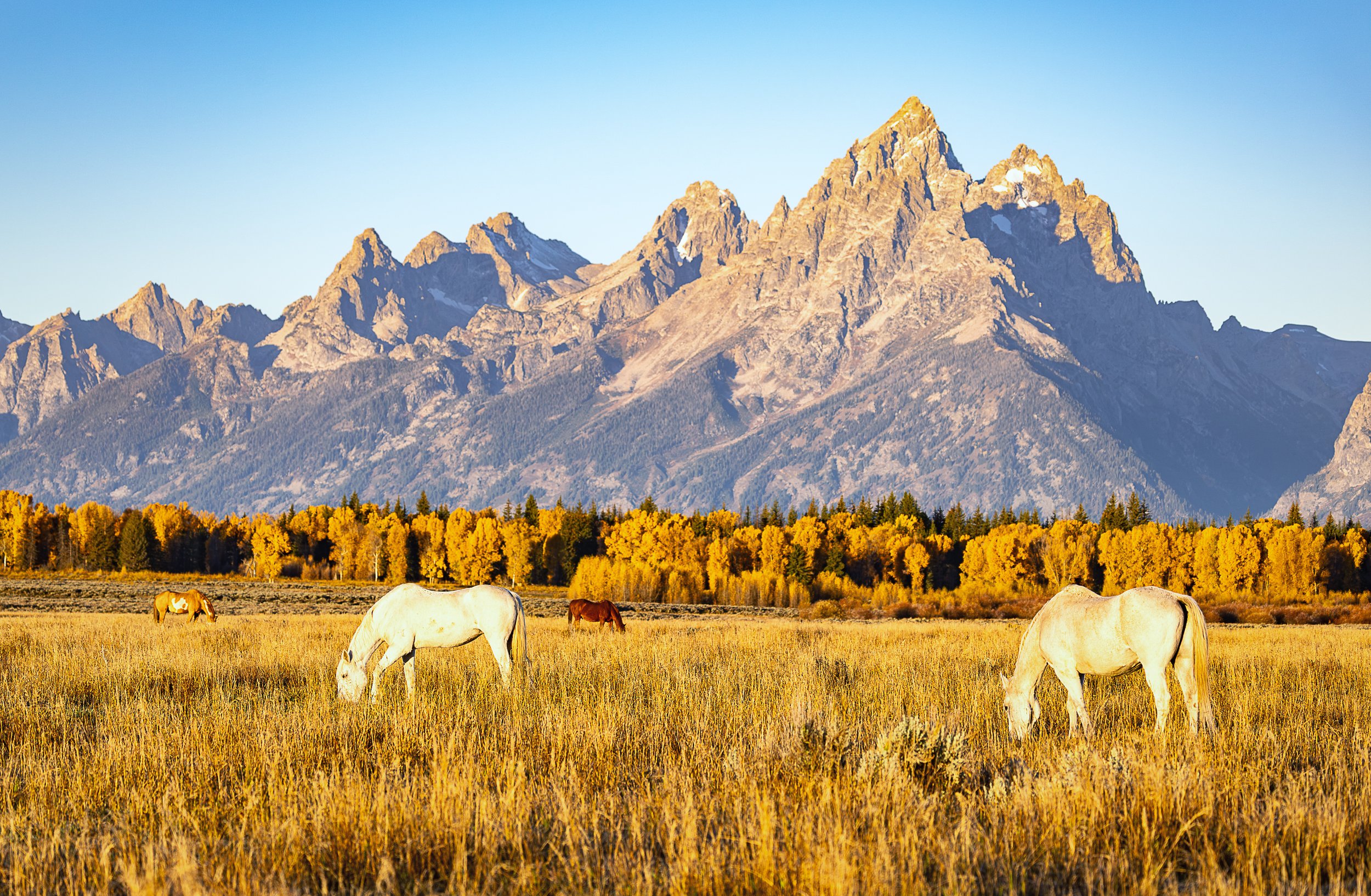 Bathed in the warm glow of morning sunlight, four domestic horses graze peacefully across a golden meadow beneath the magnificent Teton Range. Brilliant autumn foliage stretches across the valley, contrasting with the rugged mountain peaks and clear 