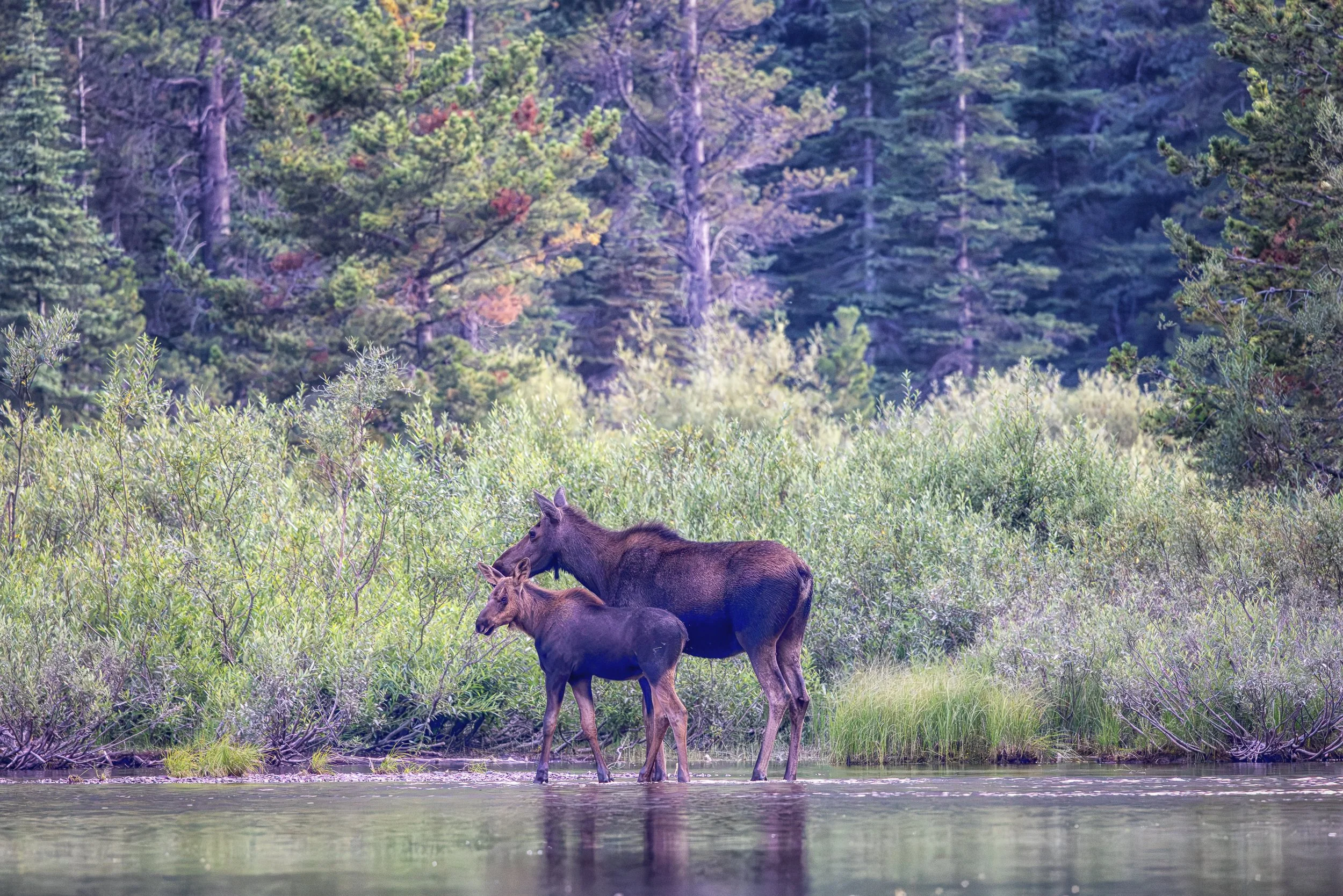 At the edge of a quiet mountain pond, a young moose stays close beside its mother. Surrounded by willows and the shelter of the forest, the pair offers a gentle glimpse of the bond that guides a calf through its first season in the wild.