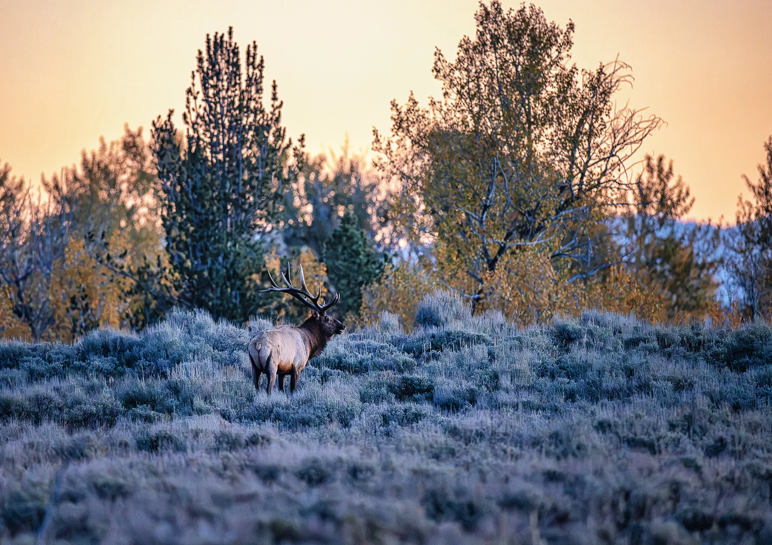 As the first light of dawn washes the sky in delicate shades of peach and gold, a majestic bull elk stands quietly among the silvery sagebrush. Surrounded by autumn foliage and towering pines, he pauses in the cool morning air as the wilderness awake