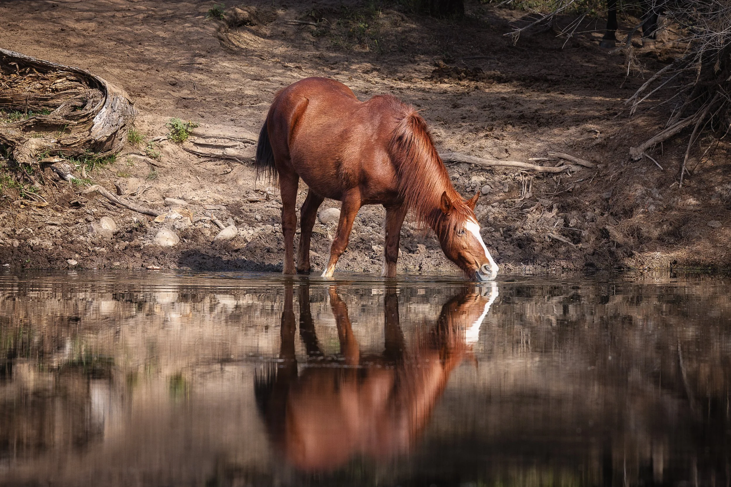 Reflections of the Quiet River-.jpg