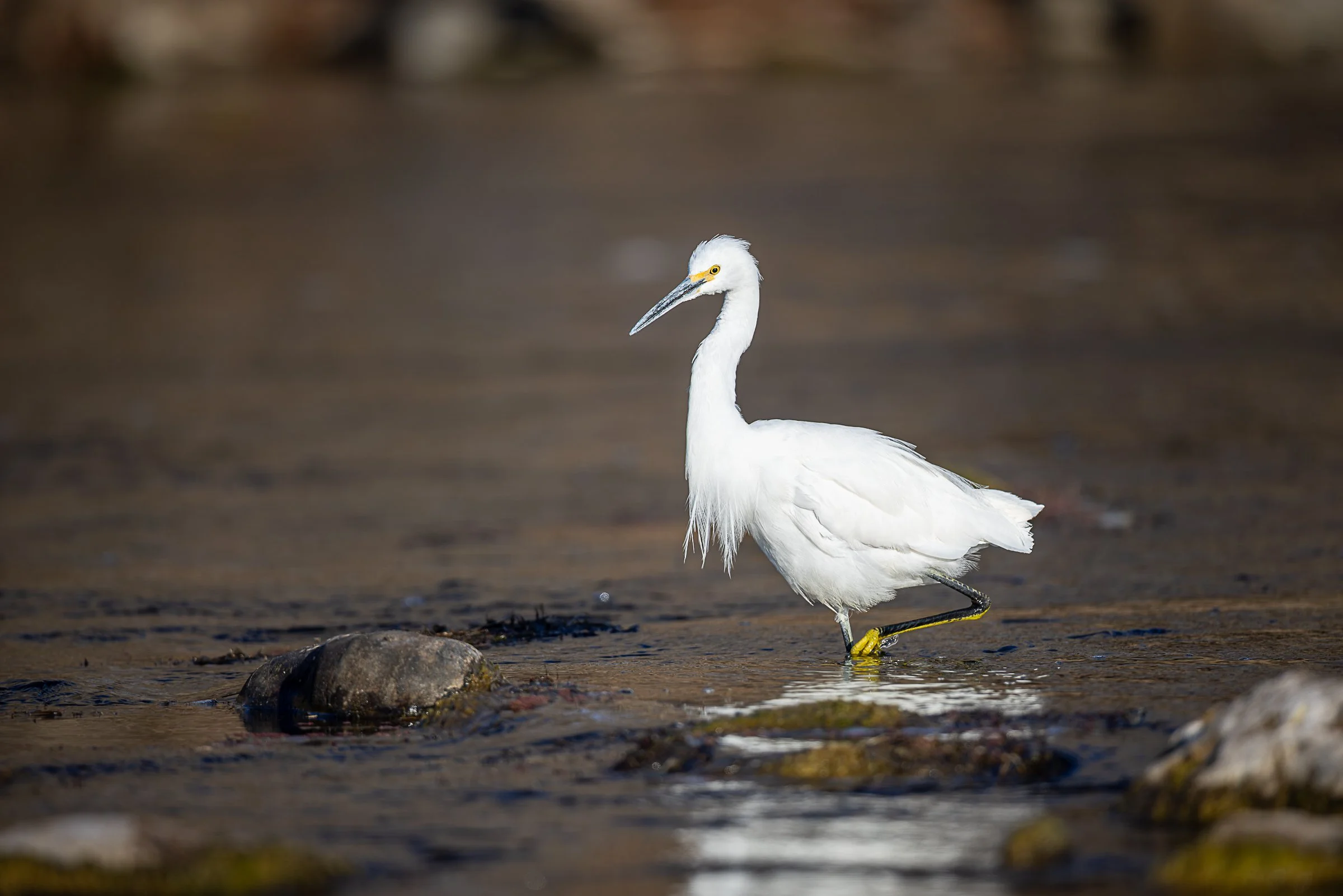 Egret - Stillness Between Steps-8980.jpg