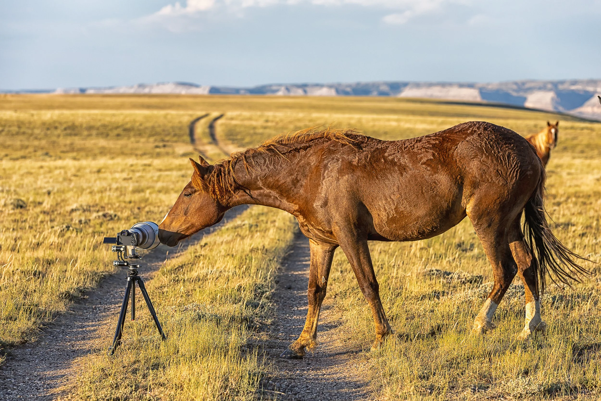 Wild horse and camera-.jpg