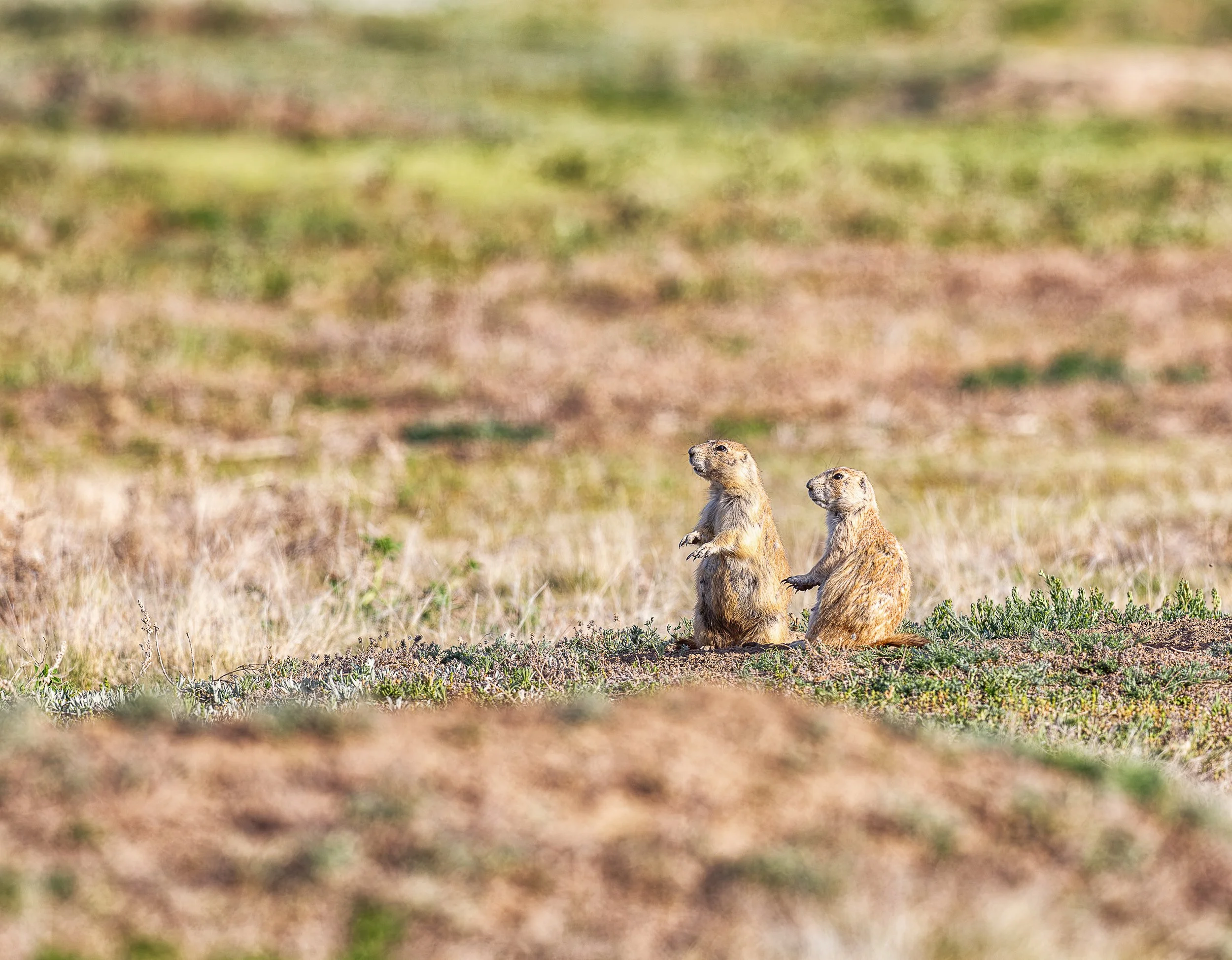 Side by side above their burrow, two prairie dogs pause to survey the grassland stretching before them. Their mirrored postures capture both the vigilance and social nature of life within a prairie dog colony. Surrounded by the immense openness of th