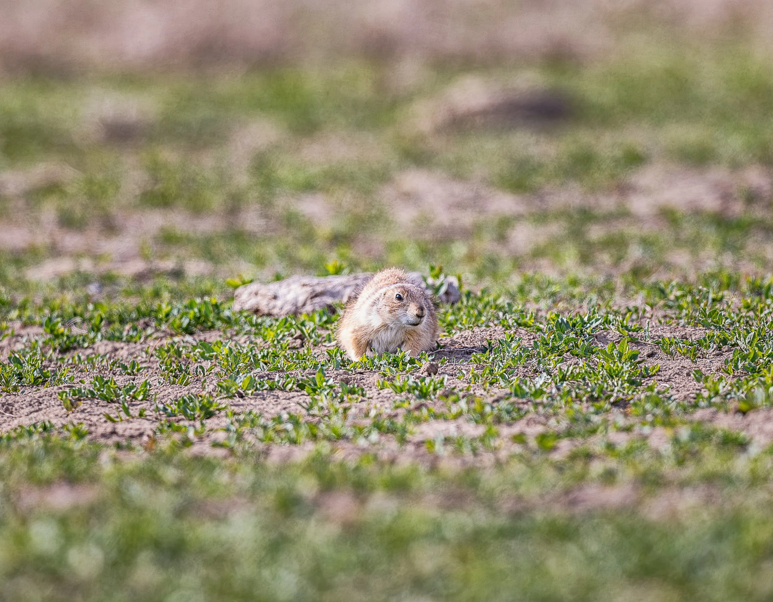 Resting near the entrance to its burrow, a prairie dog keeps a watchful eye on the surrounding grassland. For these highly social animals, vigilance is part of everyday life, with members of the colony alert to movement and potential danger across th