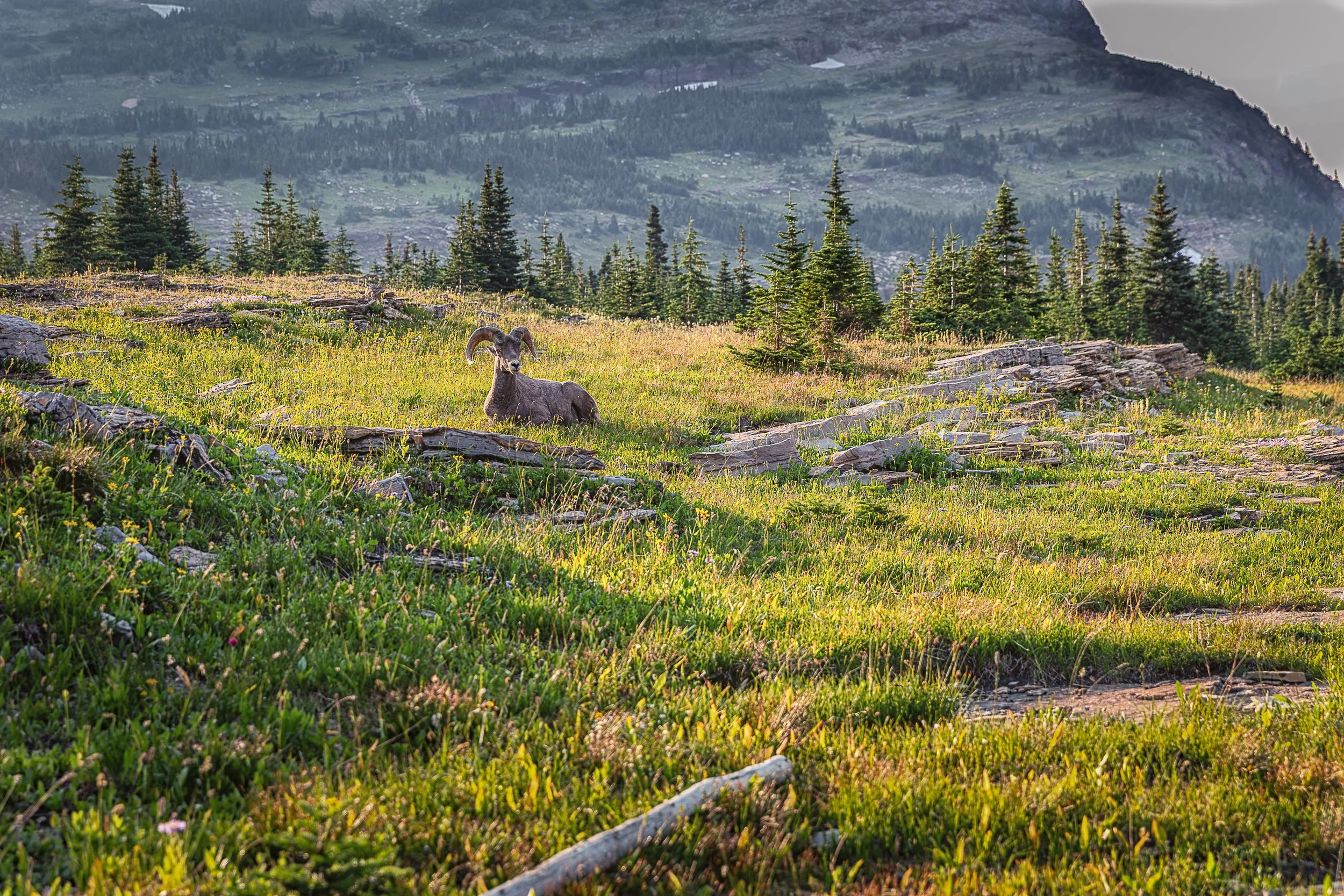 At Home in the High Country - Bighorn sheep-.jpg