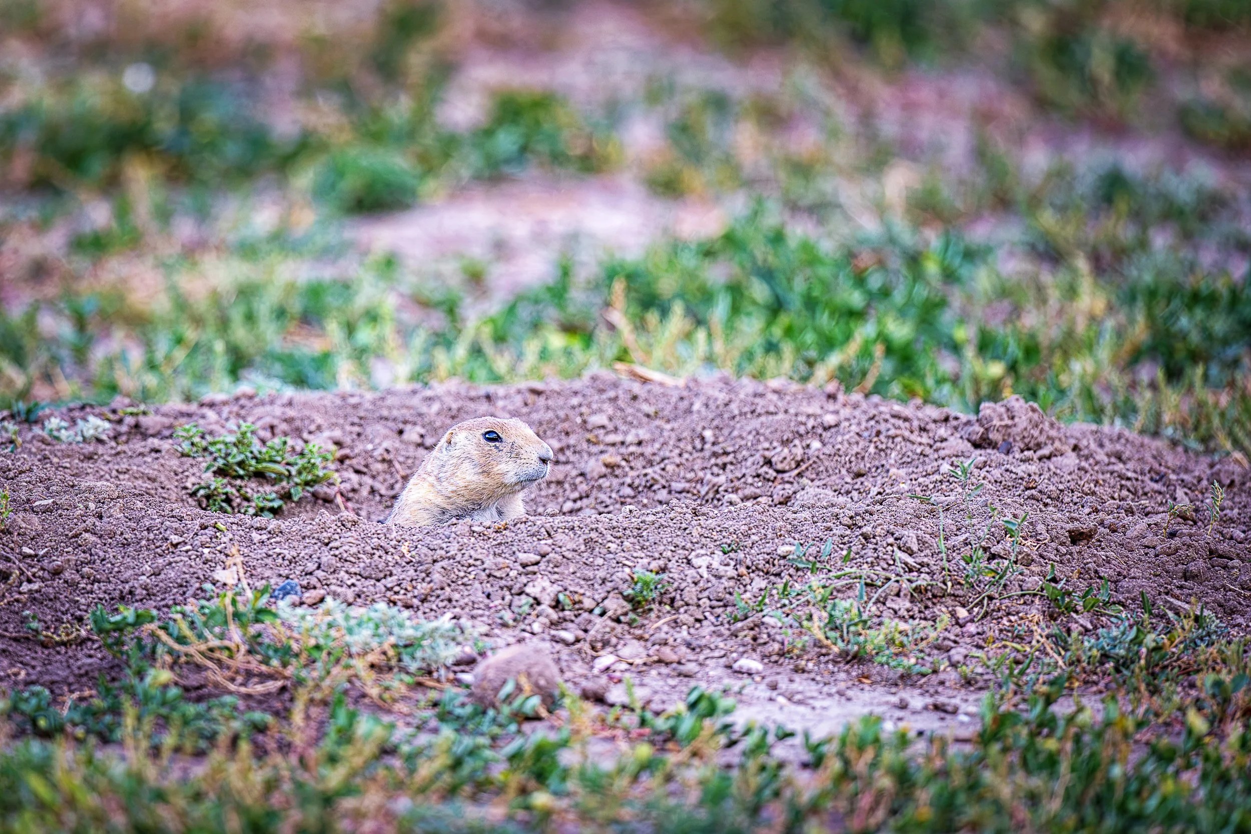 Every prairie dog colony depends on vigilant sentinels. Pausing at the entrance to its burrow, this watchful resident scans the grasslands for signs of danger—a timeless ritual that helps protect both family and community beneath the prairie soil.
