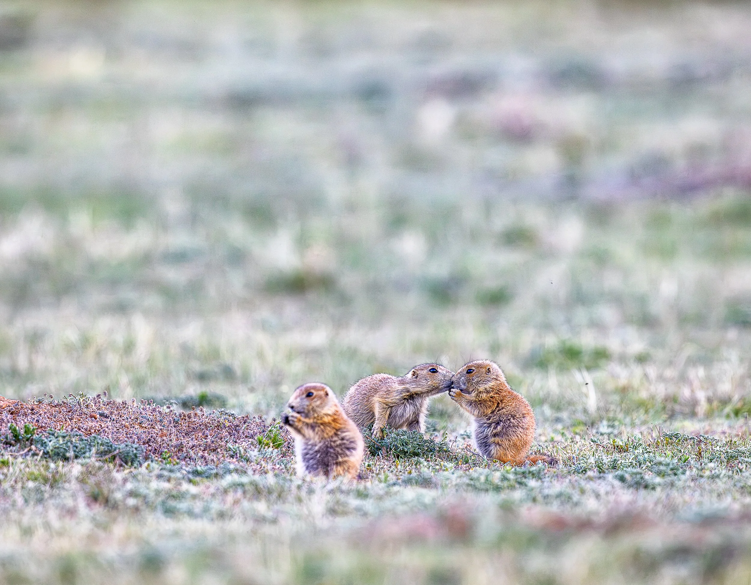 Amid the quiet expanse of the prairie, two prairie dogs meet nose to nose while a third goes about its business nearby. Their tender greeting offers a glimpse into the remarkably social world of a prairie dog colony, where close bonds and frequent in