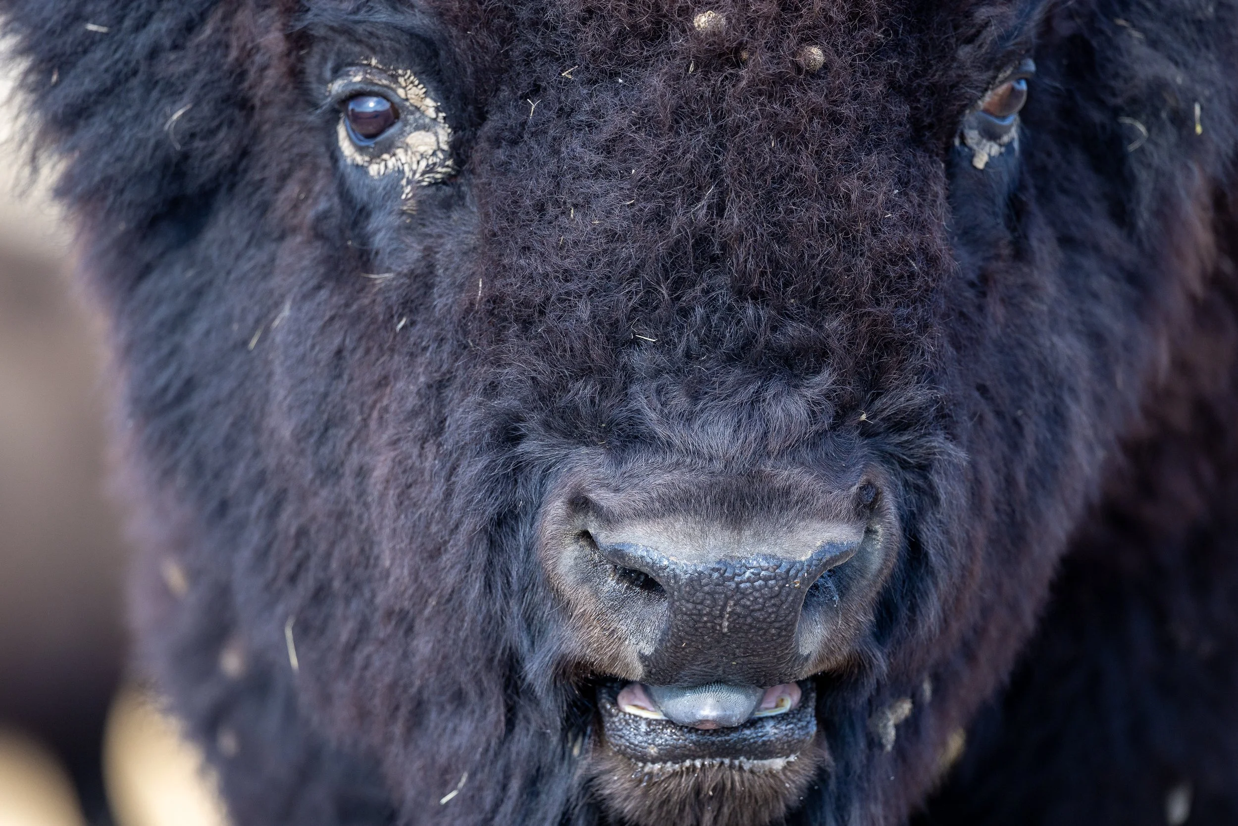 Bull Bison -.jpg