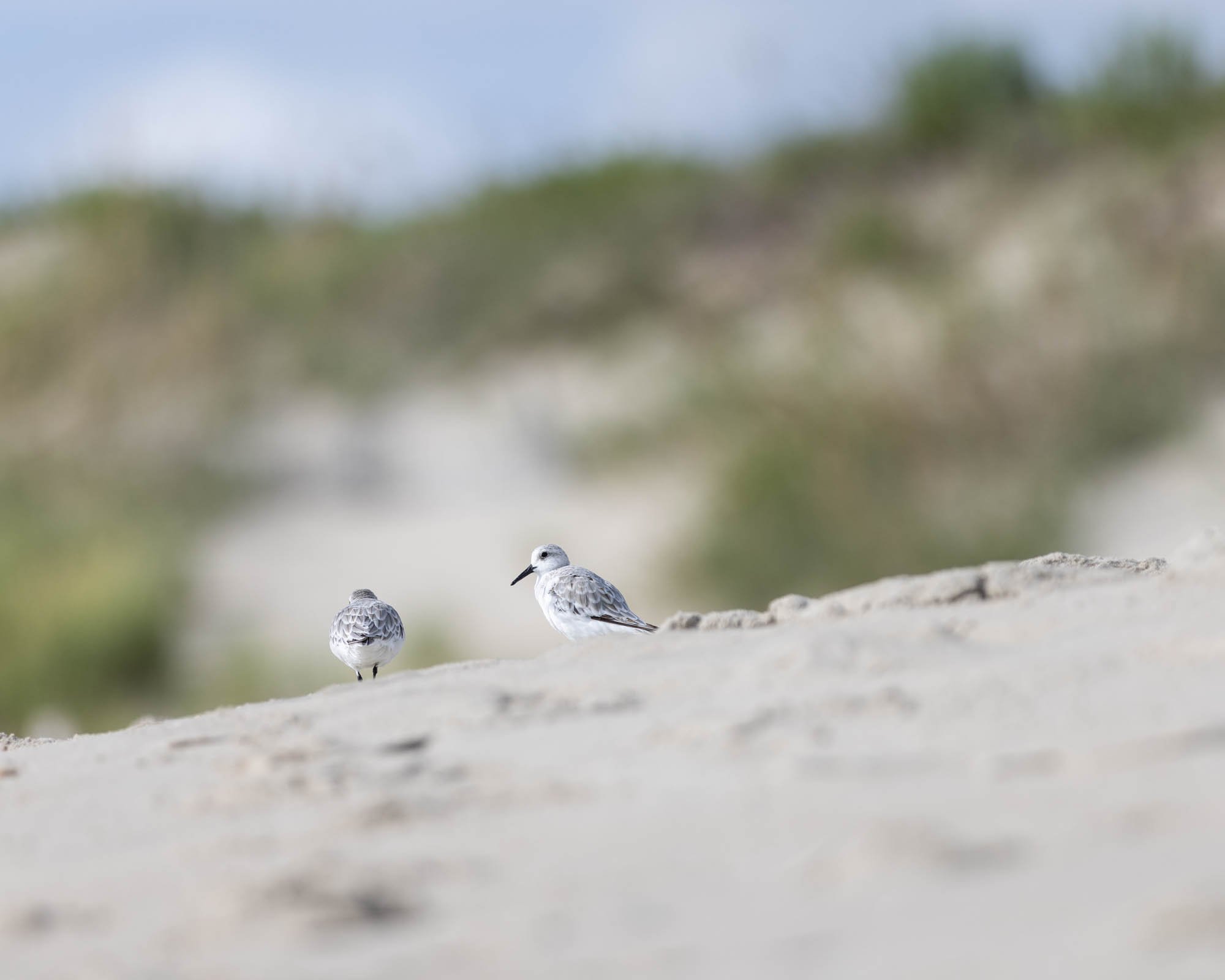 Shorebird 1-0524.jpg