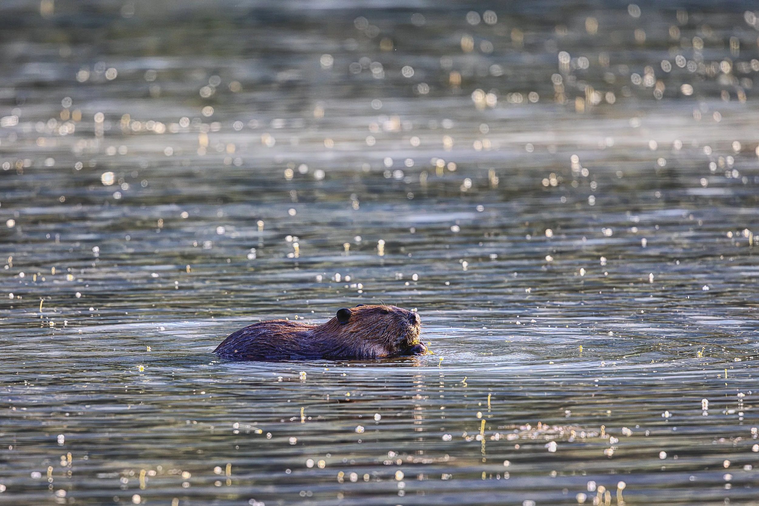 An American beaver moves quietly through a pond scattered with points of reflected light. With little more than its head and back breaking the surface, the beaver seems almost part of the water itself, leaving only a trail of gentle ripples through t