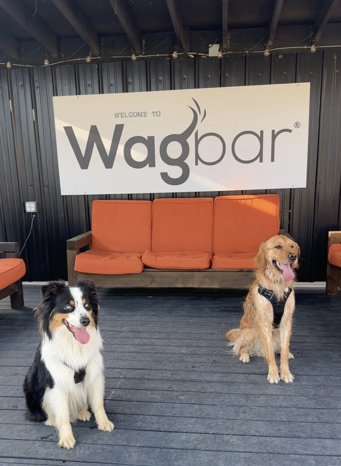 Two dogs sitting on a wooden deck in front of an orange outdoor sofa. Behind them is a sign that reads 'Welcome to Wagbar.' The setting appears to be an outdoor pet-friendly establishment.
