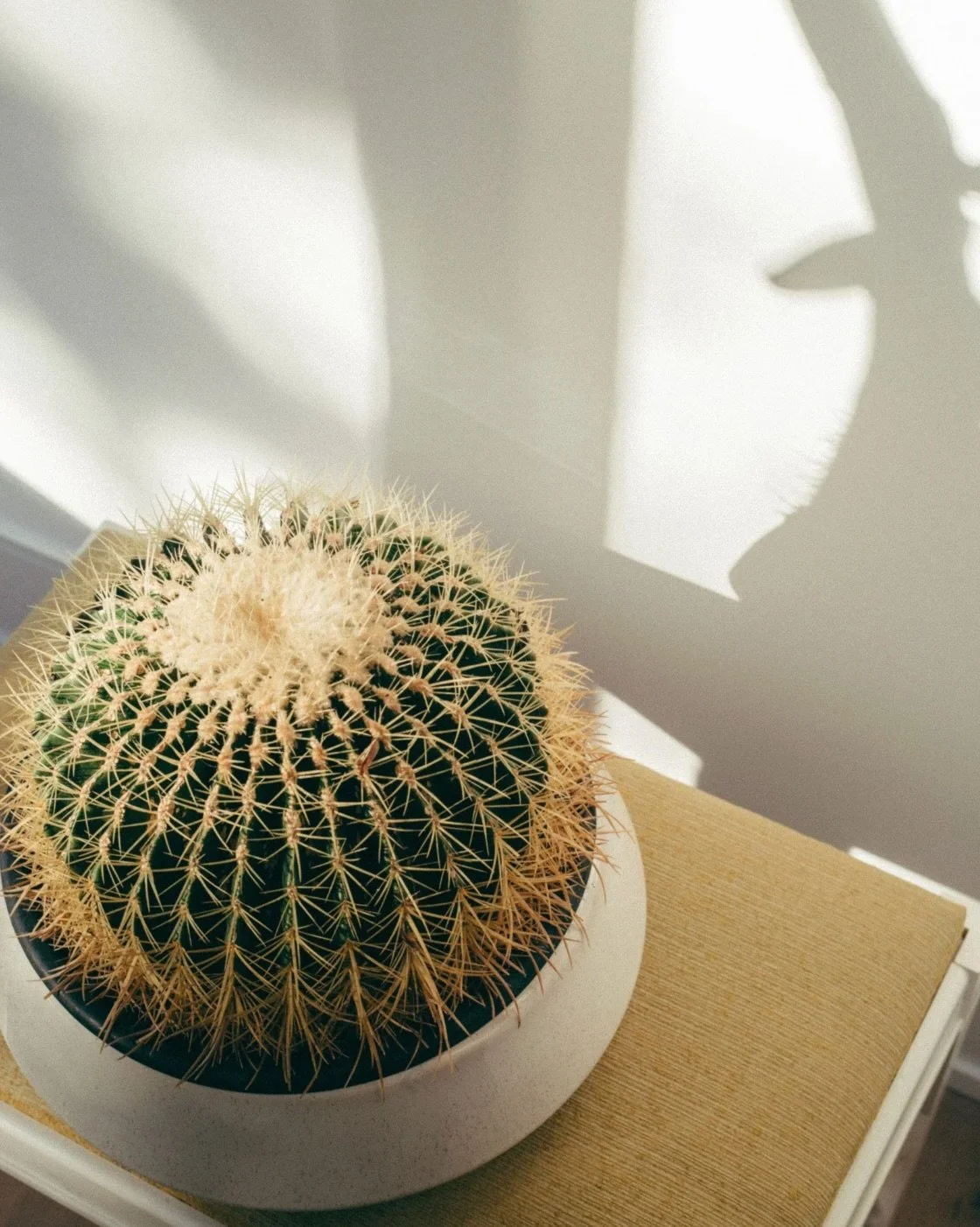 Winter can feel so grey ... which is exactly why I&rsquo;m obsessed with adding greenery to my home.

Plants instantly make a space feel warmer, calmer, and more alive&hellip; even when it&rsquo;s freezing outside. Whether it&rsquo;s a leafy corner p