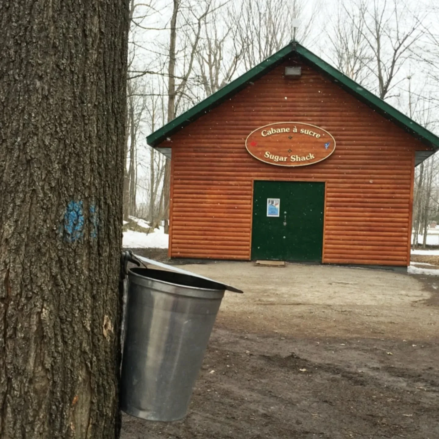 The last weekend of sugar bush season 🤍🍁

Five kilometres from downtown, tucked into the maple forest of Richelieu Park, sits the only urban sugar shack in Canada. The tradition here dates to 1939. The original burned down in 2020, and the communi