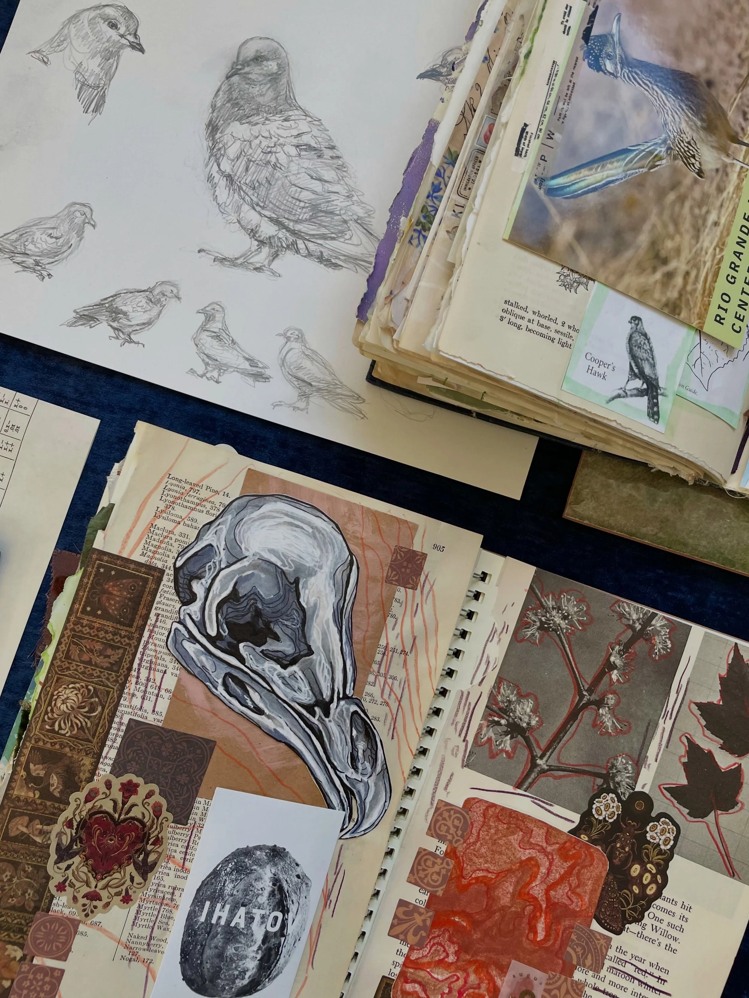Recent journal pages.📄 📝📔#junkjournalephemera #naturejournaling #naturalhistoryart