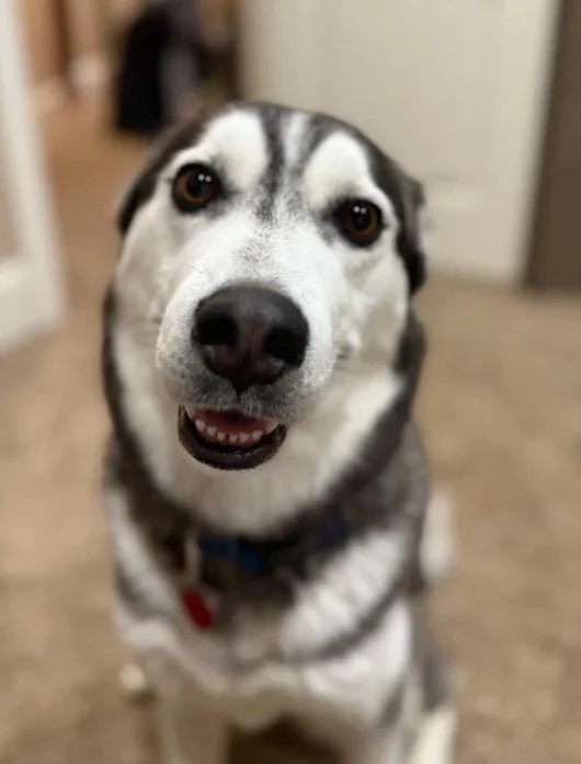 Close-up of a happy husky dog with a black and white coat, looking at the camera with a friendly expression.