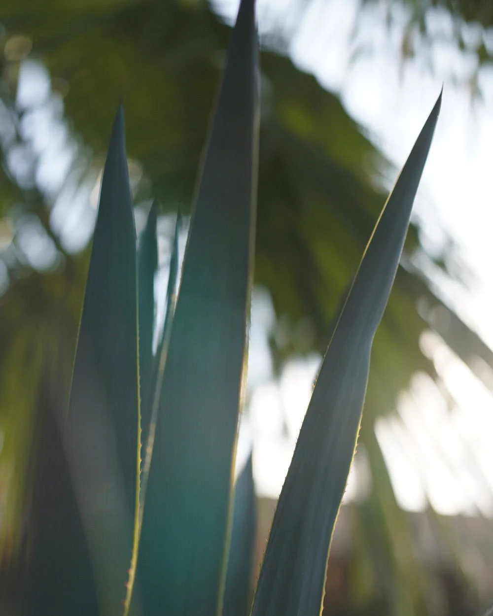 Close-up of tall, pointed green leaves of a plant, with blurred background of foliage and sunlight