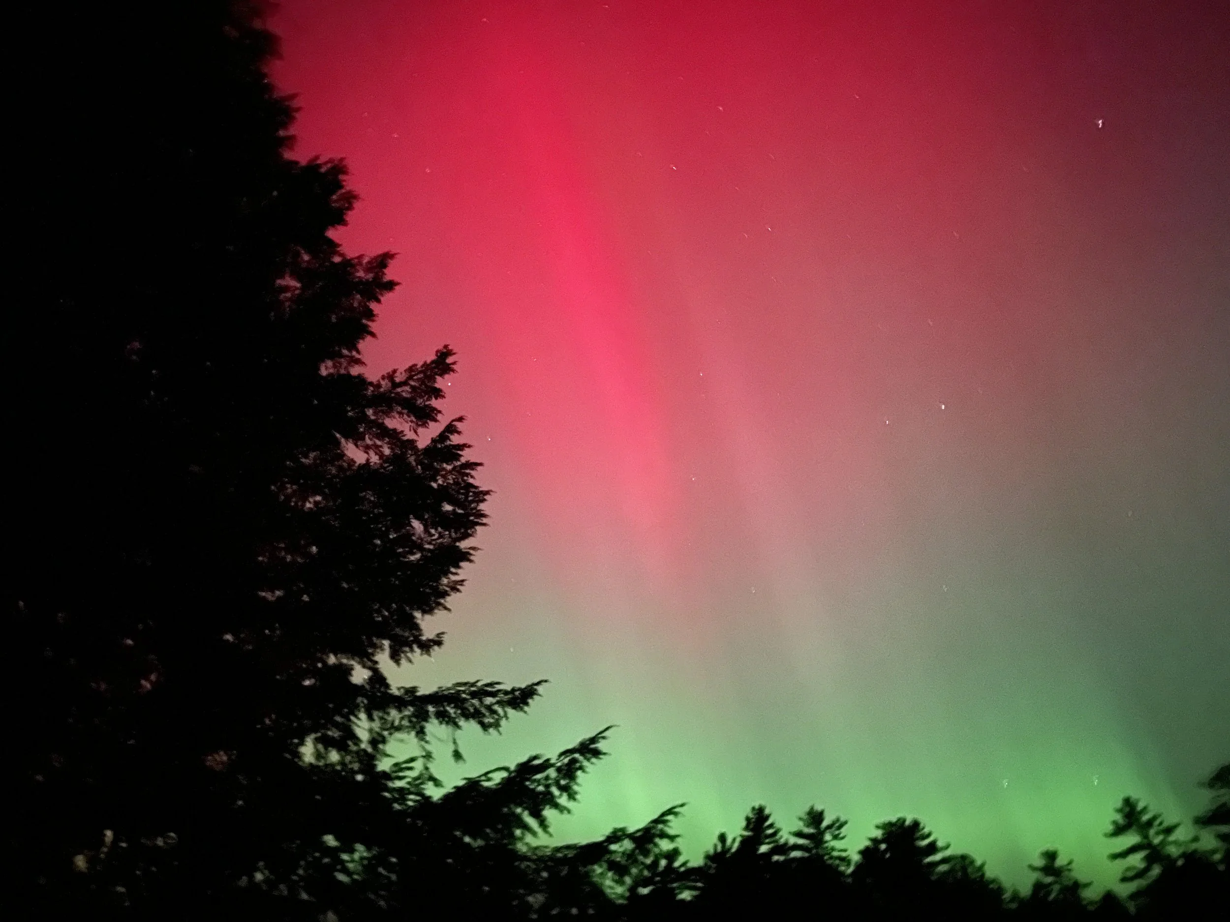 Northern lights in the sky with shades of pink and green, silhouetted trees in the foreground.