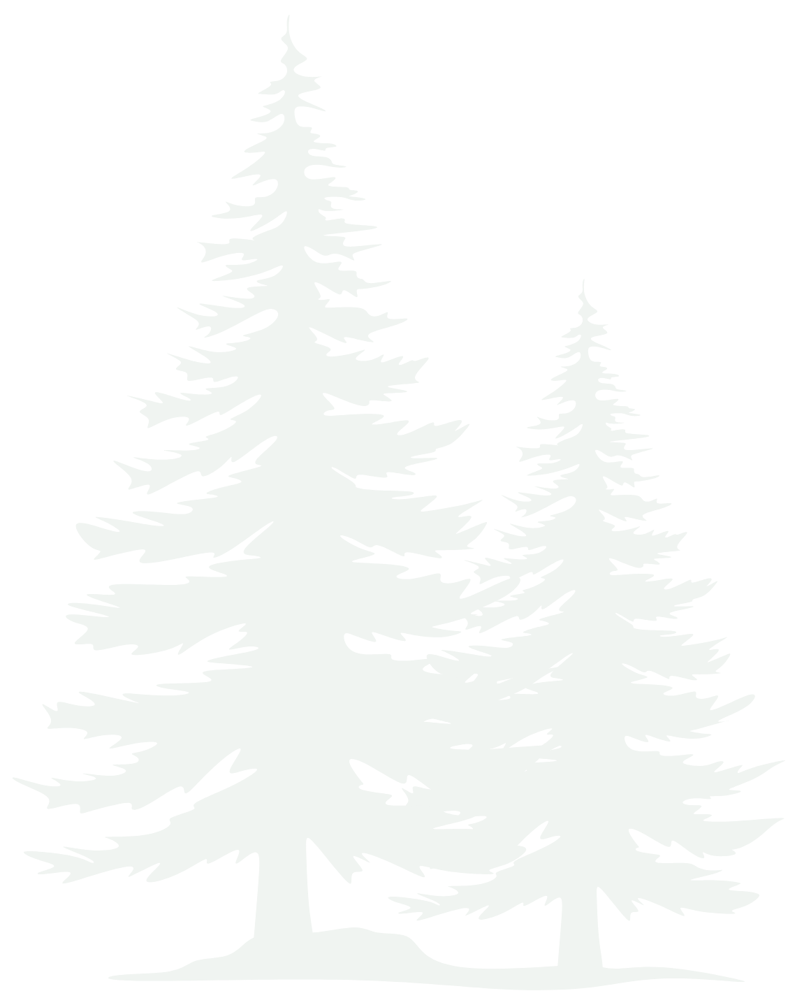 Silhouette of three pine trees against a black sky.