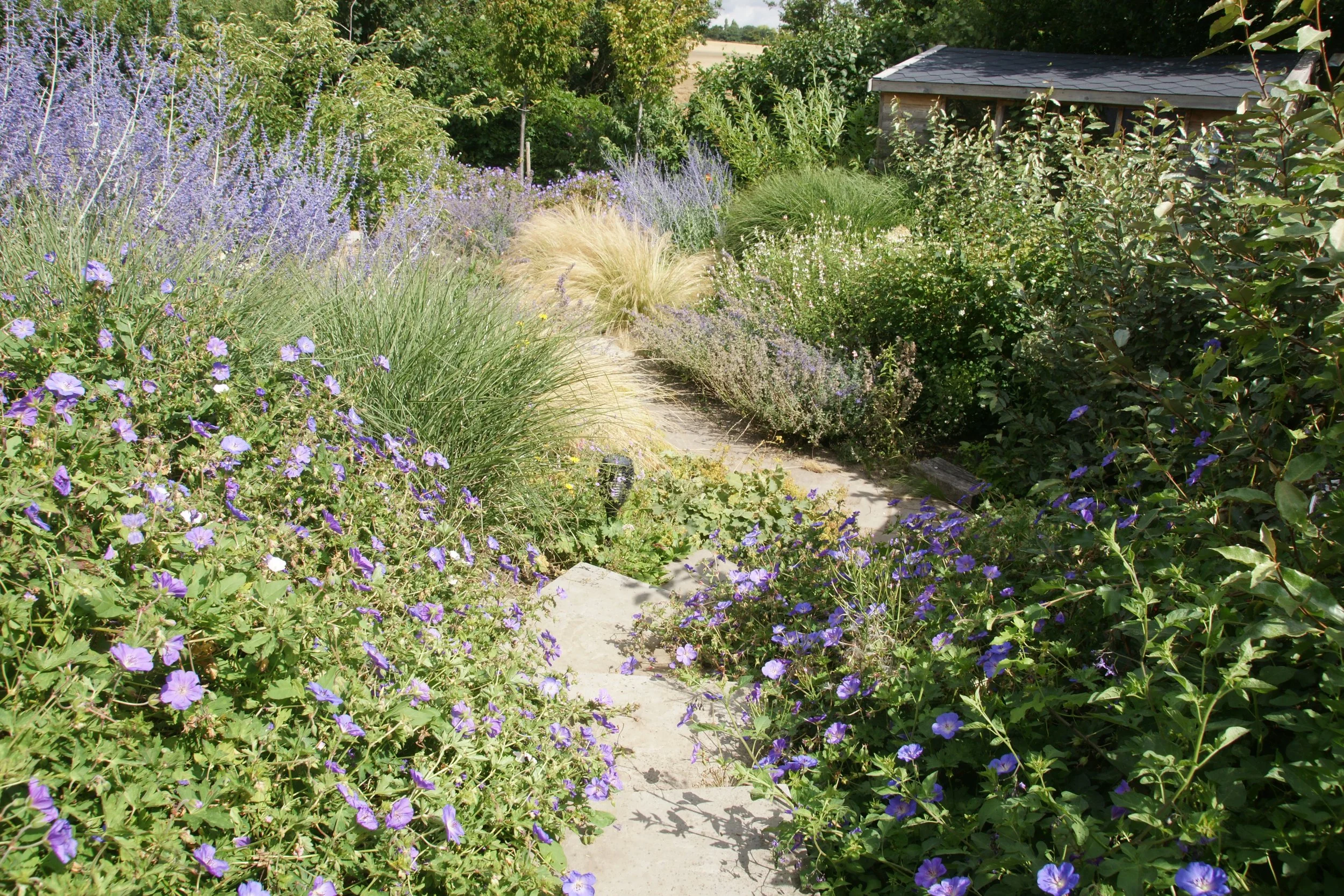 Planting design, Geranium Rozanne, Stipa grasses