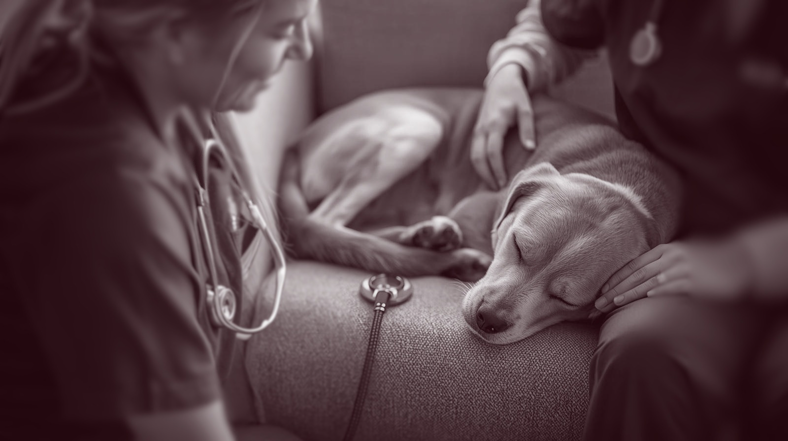 In-Home Hospice Consult