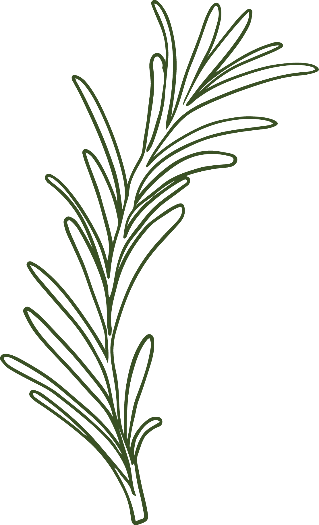 Illustration of a green rosemary sprig with thin, elongated leaves.