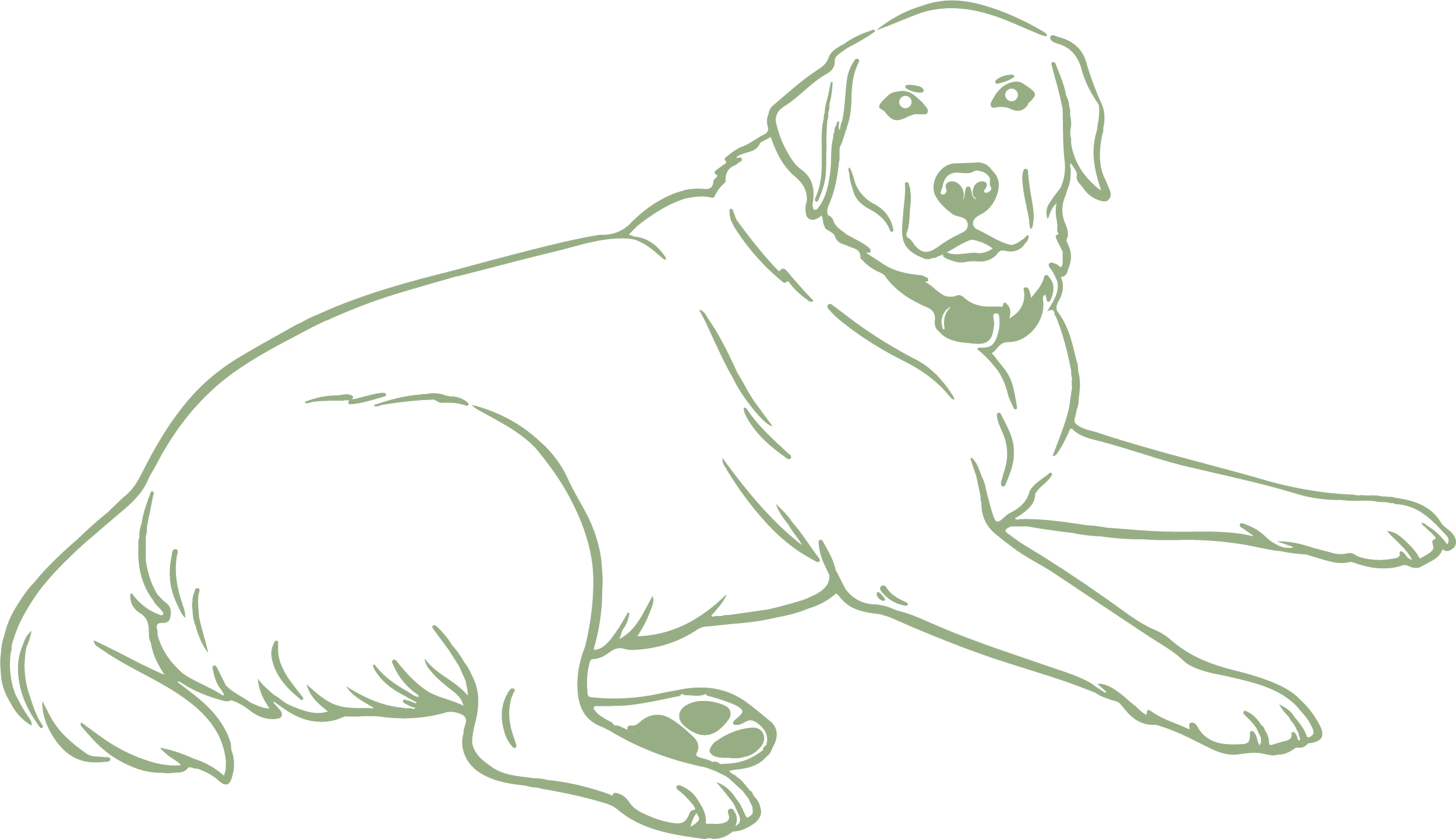 Outline drawing of a sitting Labrador retriever dog with a collar, facing forward with a neutral expression.