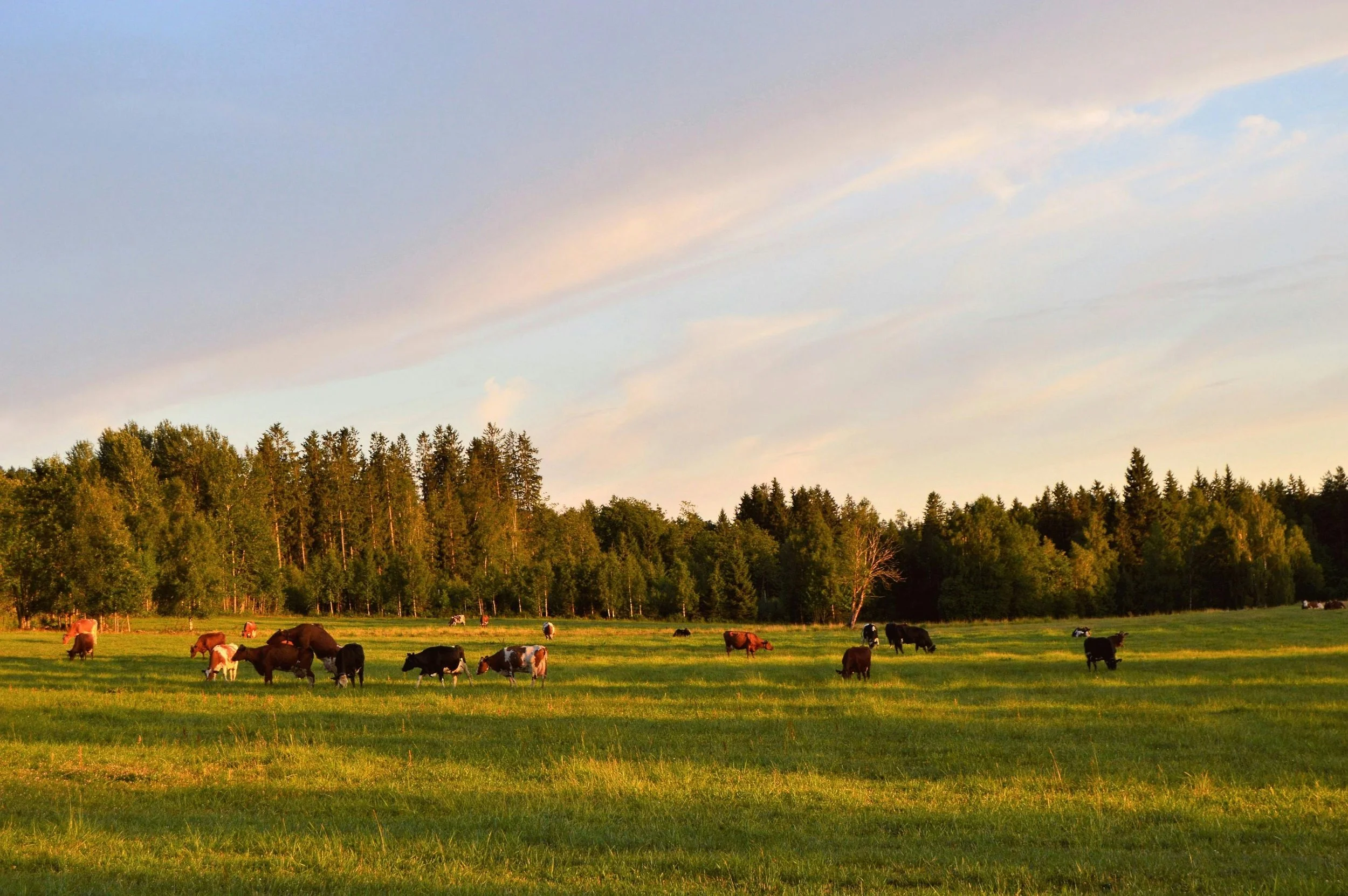Grazing cows in a green field at sunset with a background of trees and rainbow sky.
