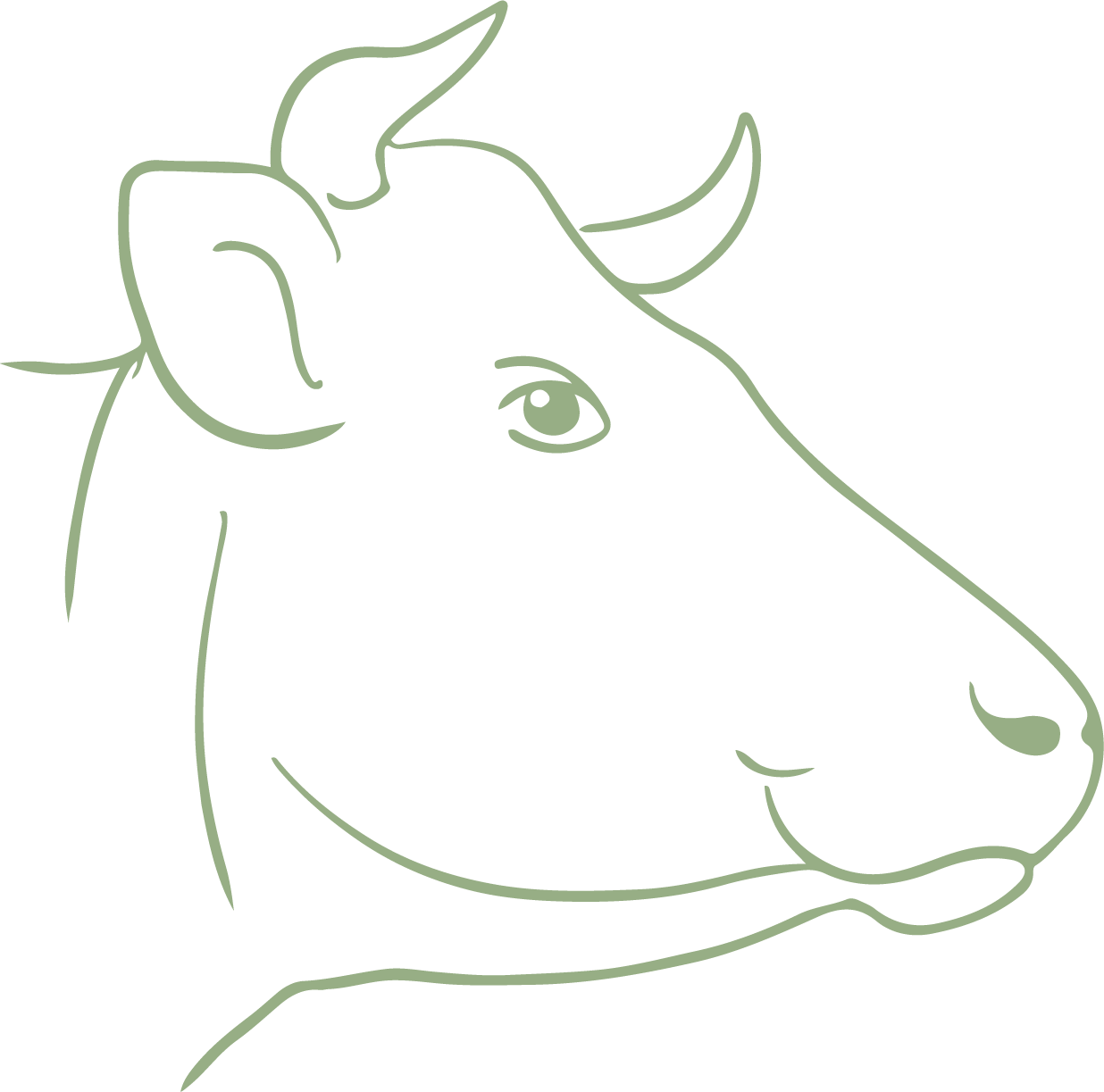 Line drawing of a cow's head in profile with detailed features such as eye, ears, and nostrils.