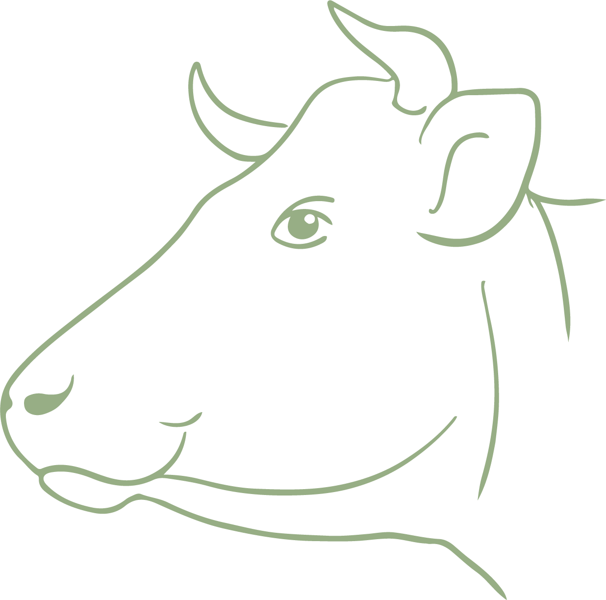 Line drawing of a cow's head in profile with detailed features such as eye, ears, and nostrils.