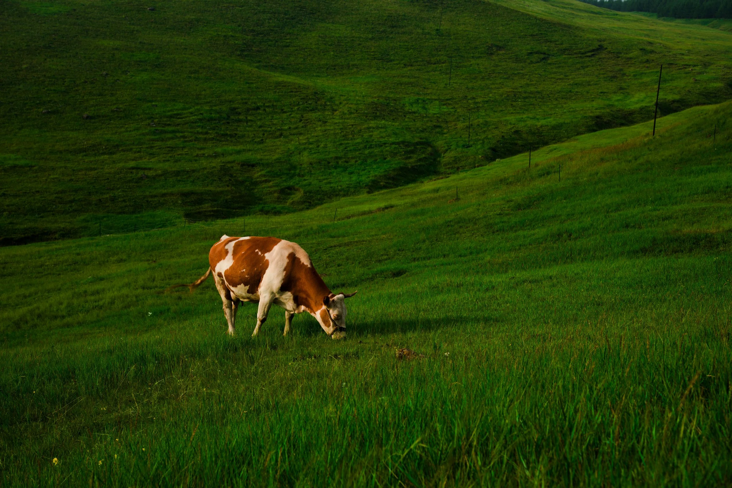 A cow grazing on a lush green hillside with rolling hills in the background and power lines.