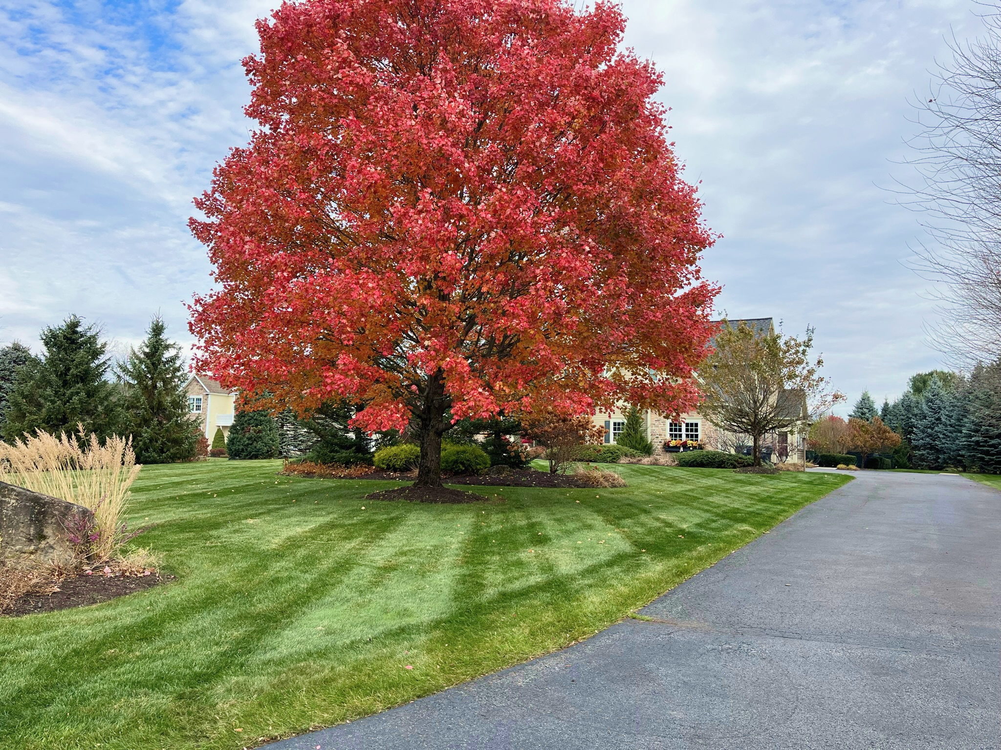 A vibrant red tree in a well-manicured lawn in front of a house on a suburban street, with a paved driveway on the right and other trees and houses in the background under a partly cloudy sky.