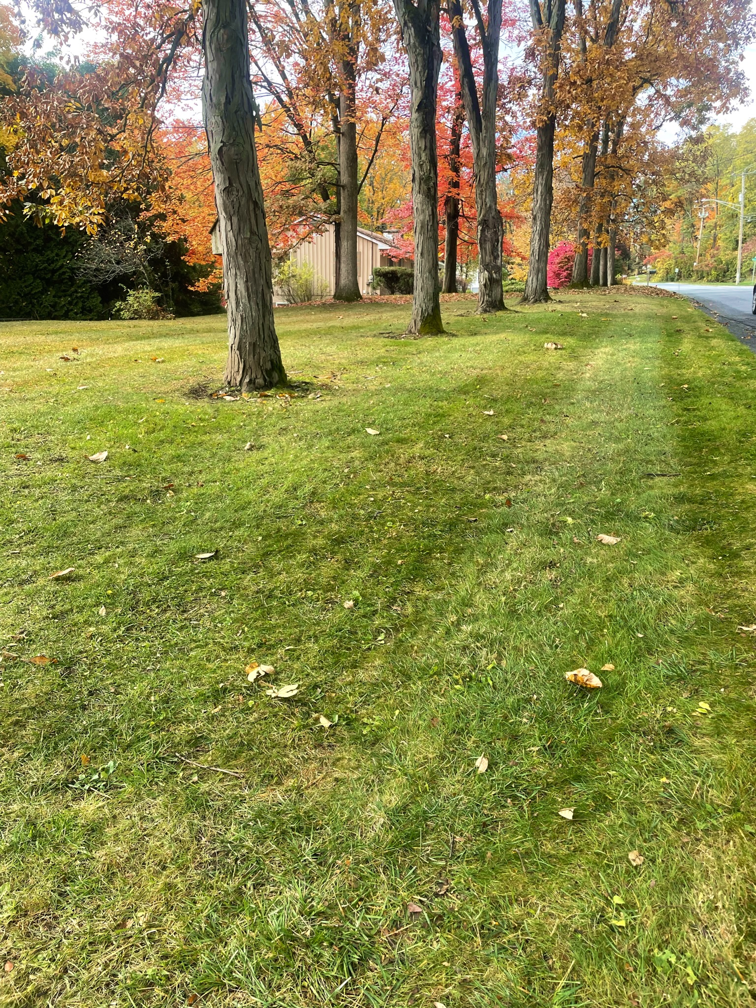 A grassy lawn with a row of trees showing autumn foliage, near a road and a beige building in the background.