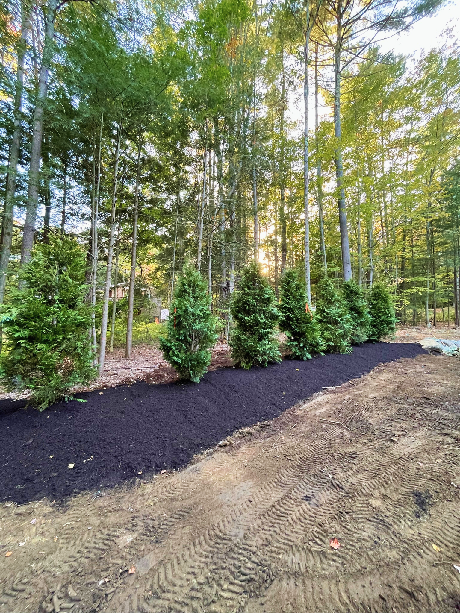 A row of evergreen trees planted along a newly mulched bed in a wooded area, with tracks from construction equipment in the dirt in the foreground and tall trees in the background.