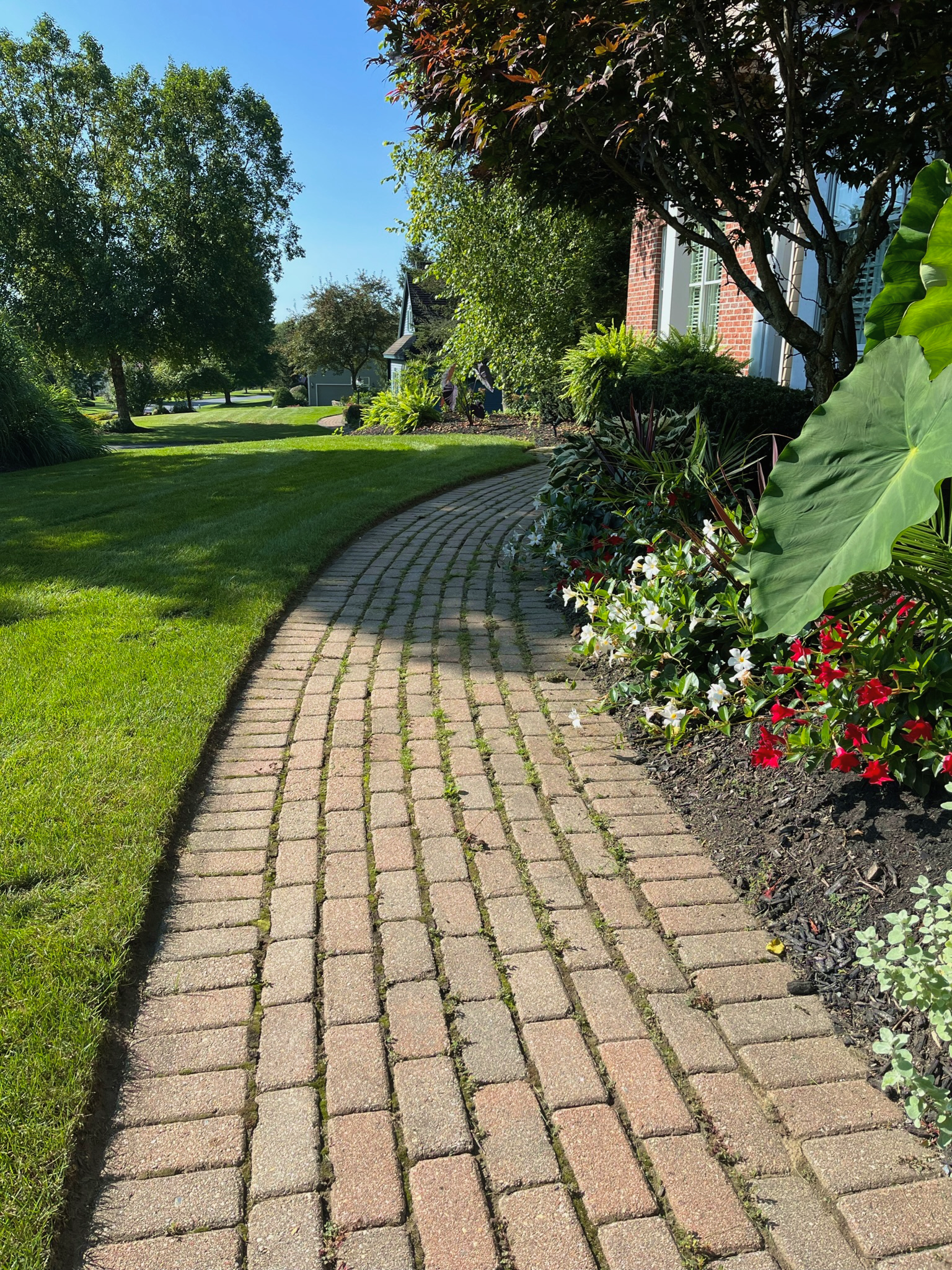 Curved brick pathway through a green landscaped yard with trees and bushes, near a house with brick exterior and white window shutters.