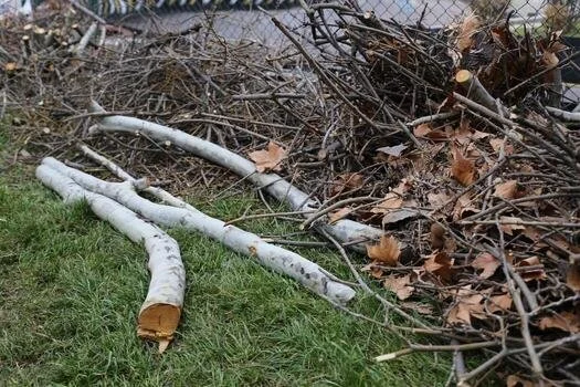 A pile of cut tree branches and logs on the ground next to a patch of green grass and a pile of dried leaves.