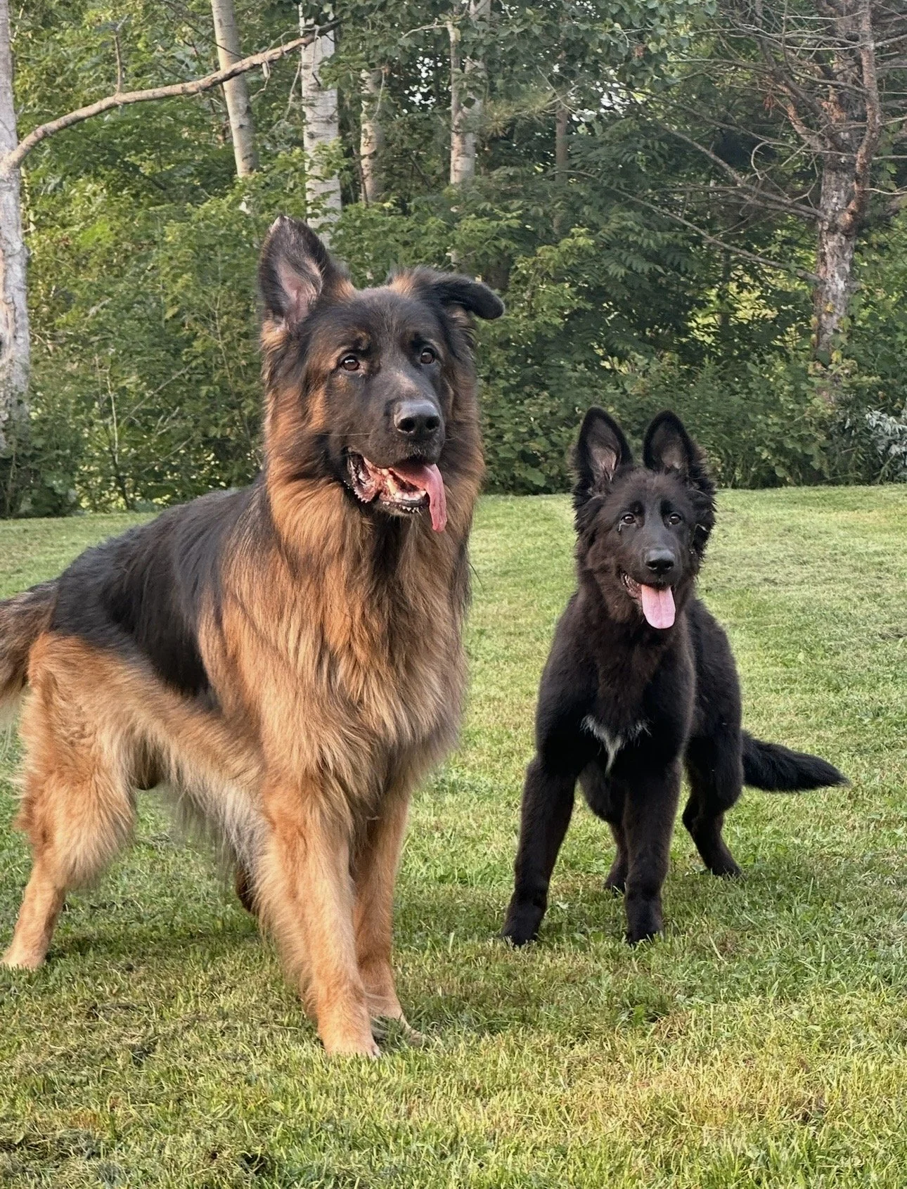 Two dogs, one large German Shepherd and one smaller black dog, standing on a grassy field with green trees in the background.