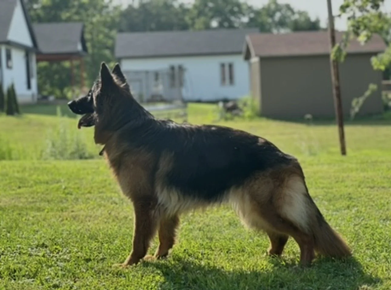 A German Shepherd dog standing on a grassy yard with houses and trees in the background.