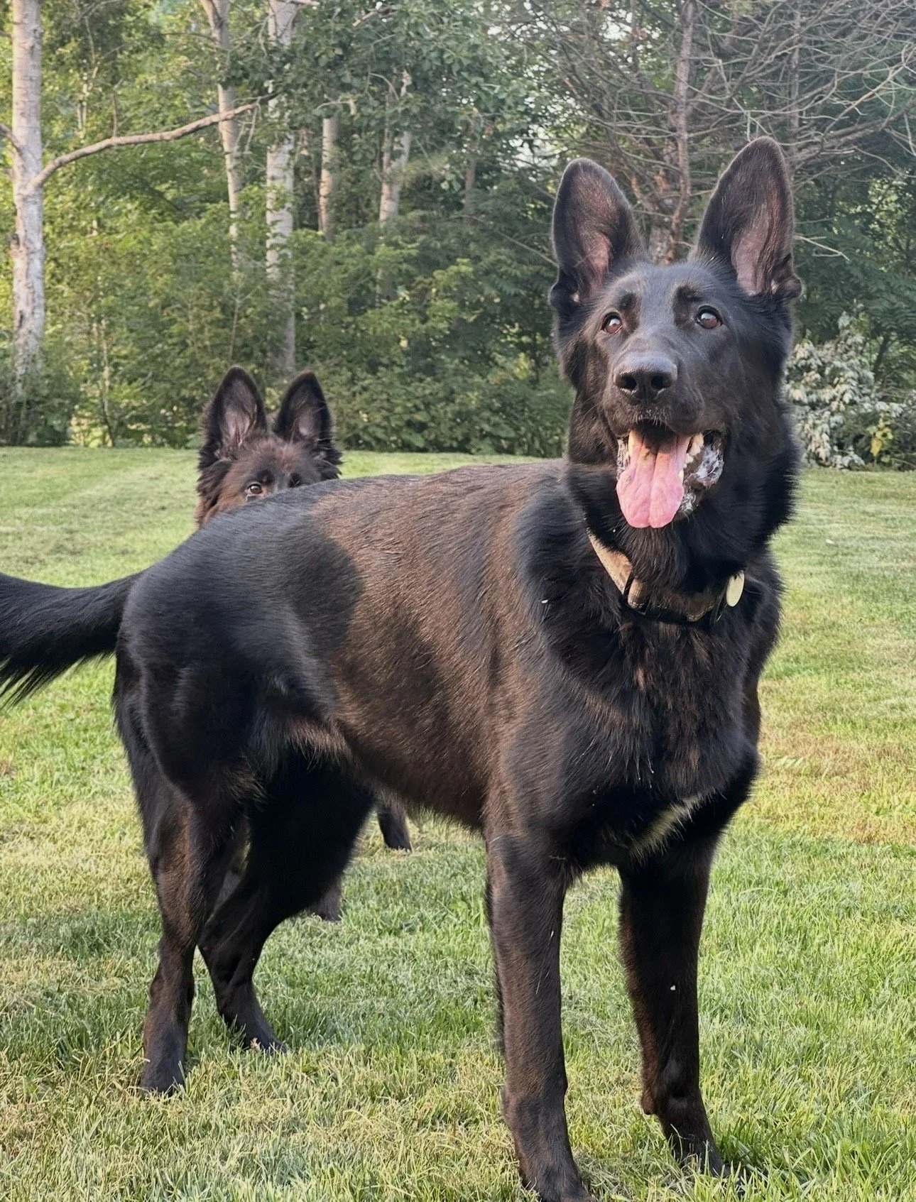 Two black dogs, one in the foreground with its tongue out, standing on green grass in a wooded area.