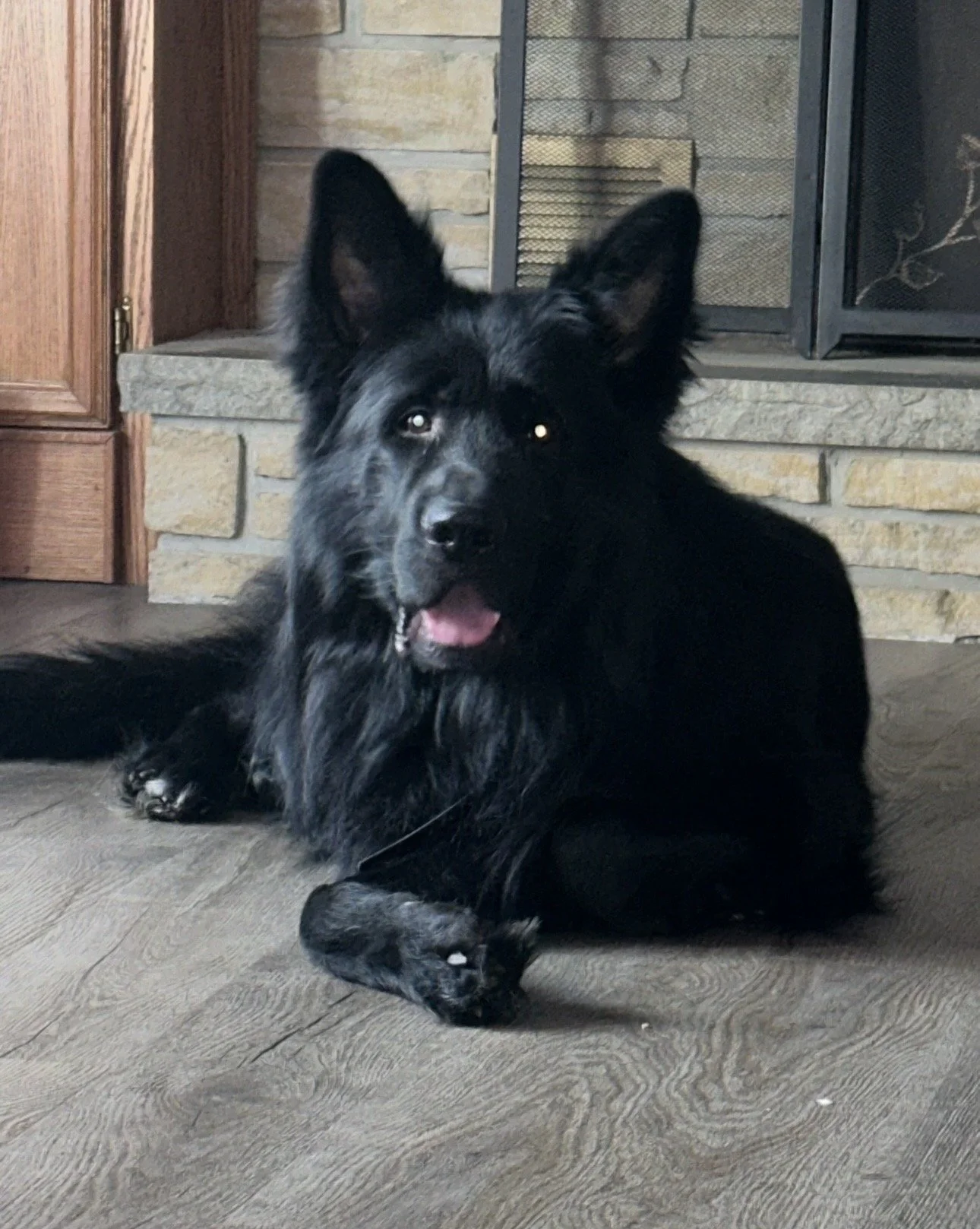 A black dog with pointed ears and a fluffy coat lying on a hardwood floor in front of a stone fireplace.